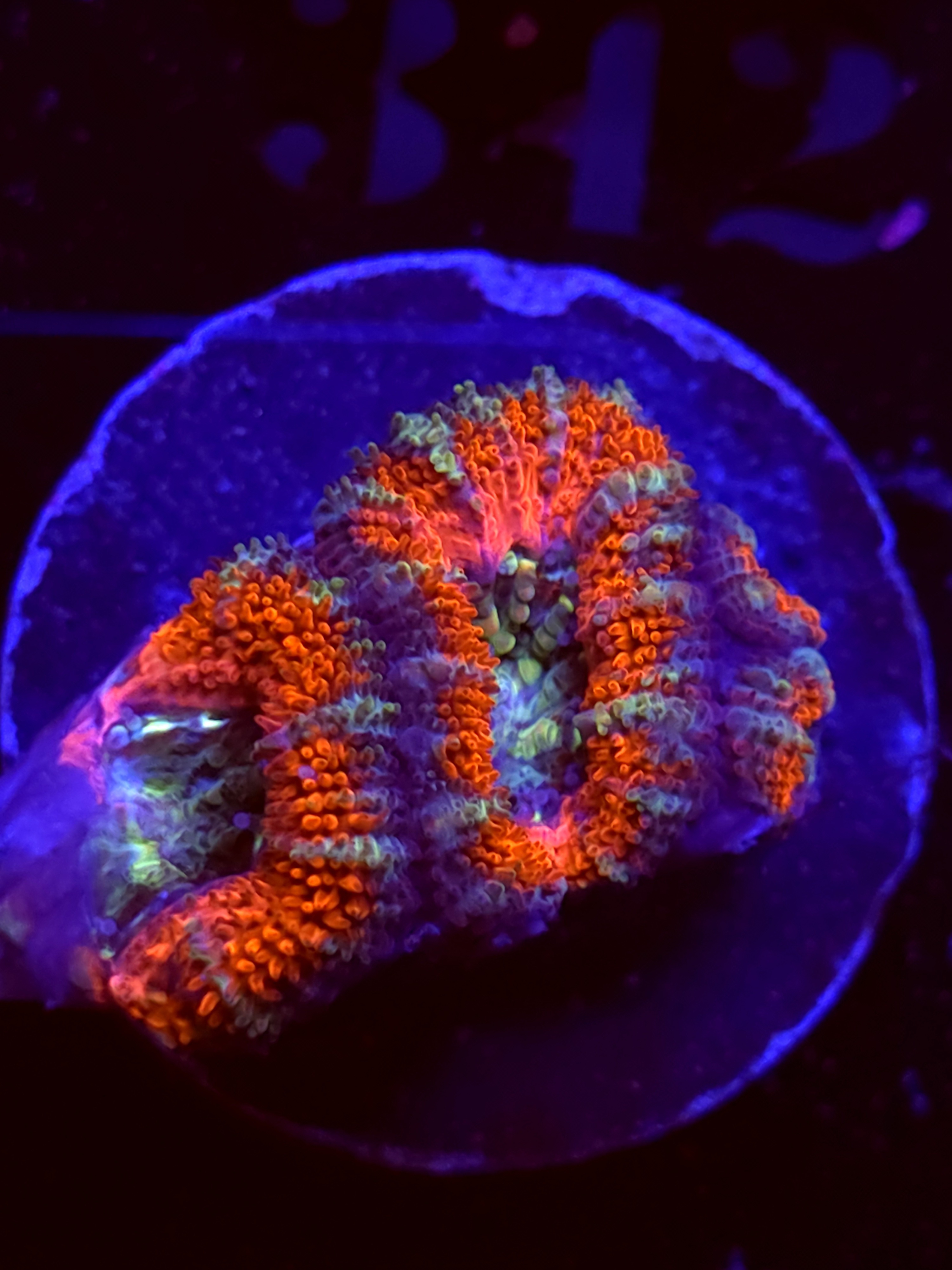 SBB "Mystery Signature" Acan 1 Head