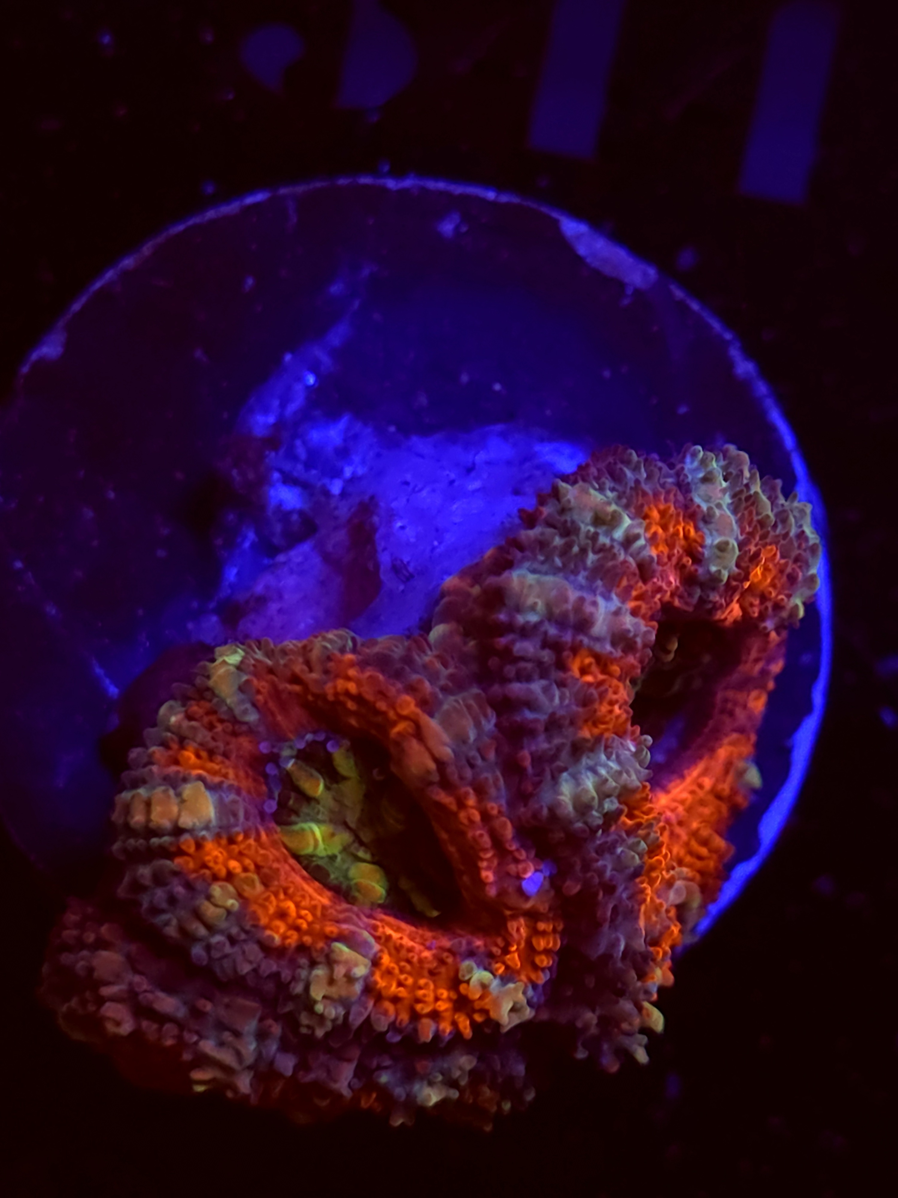 SBB "Candy Riot" Acan 2 Heads