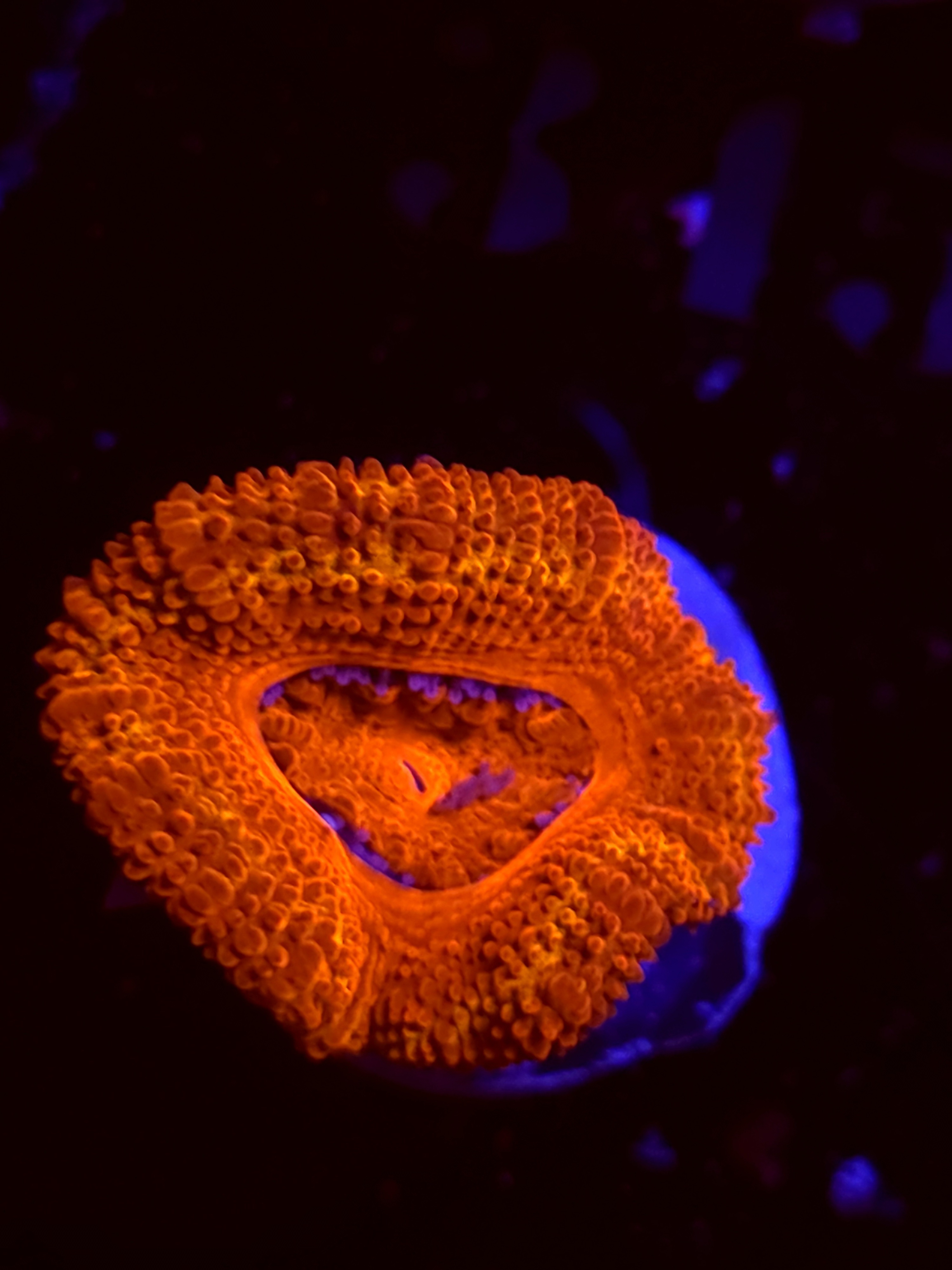 SBB "Toxic Taffy" Acan 1 Head