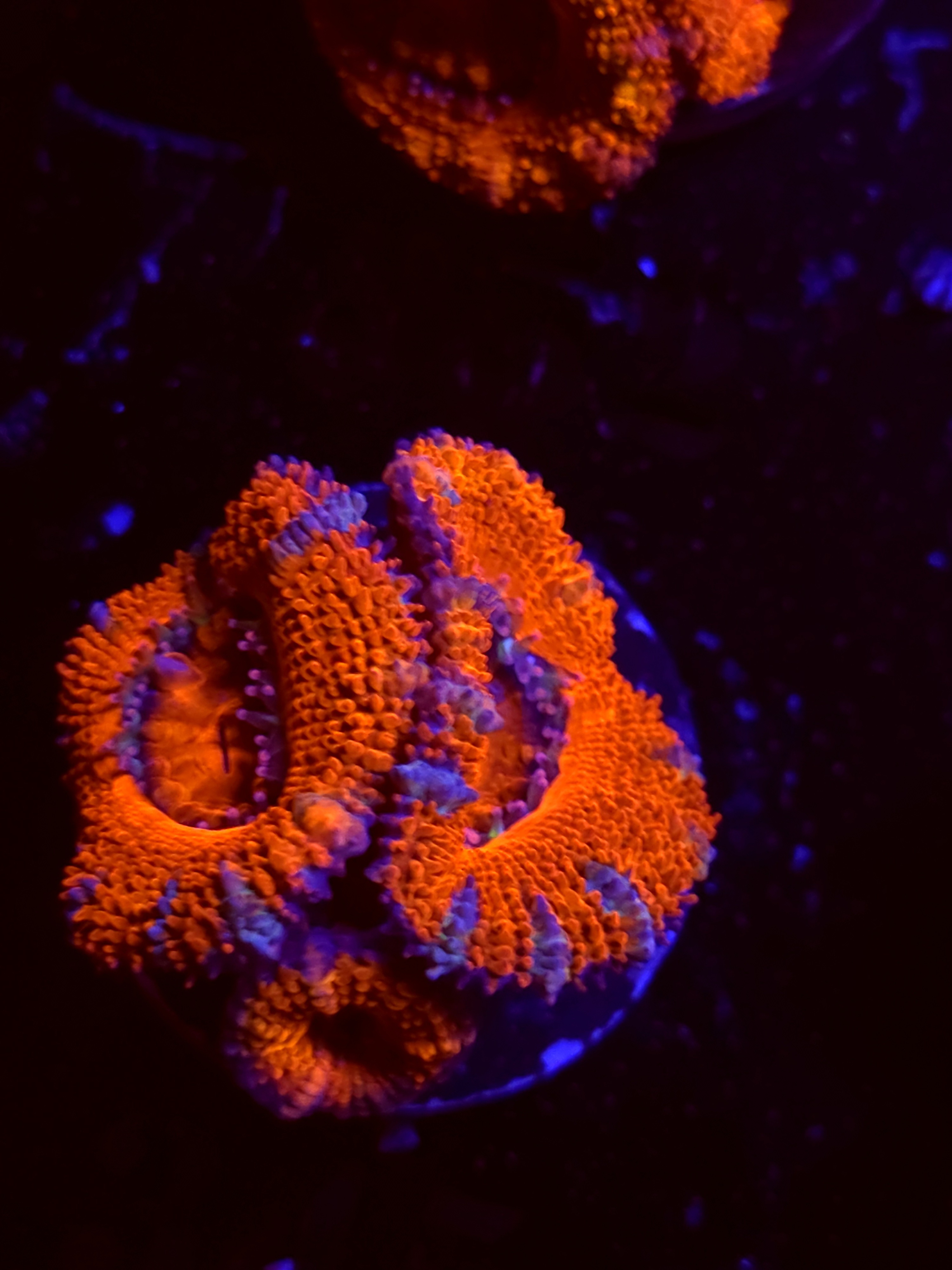 SBB "Mystery Signature" Acan 2 Heads
