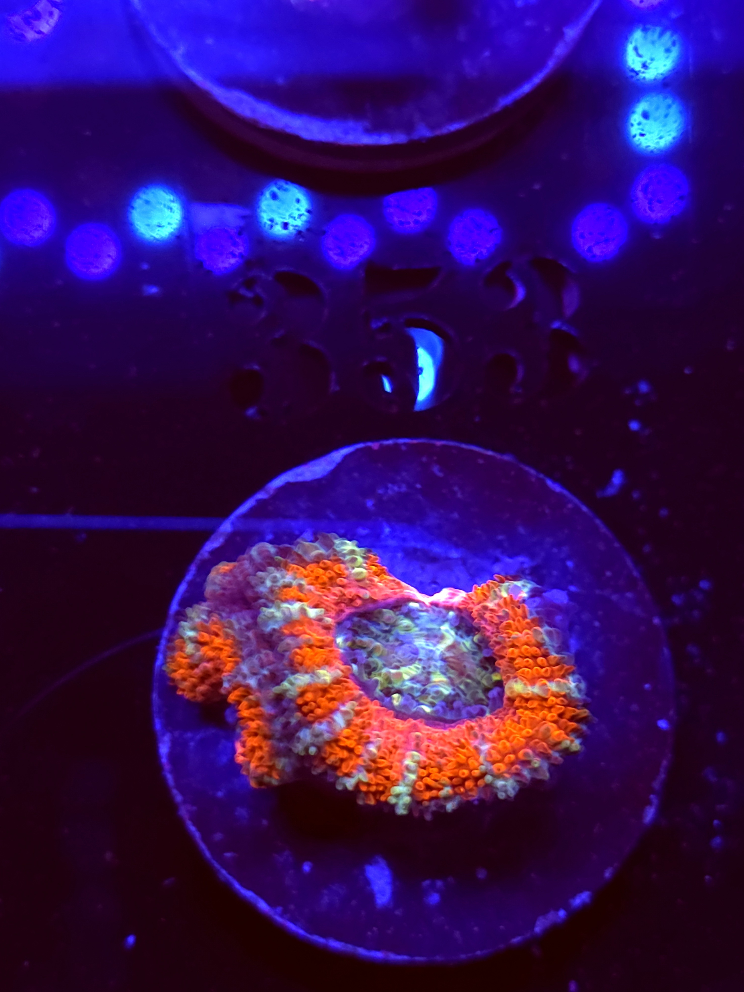 SBB "Candy Riot" Acan 1 Head
