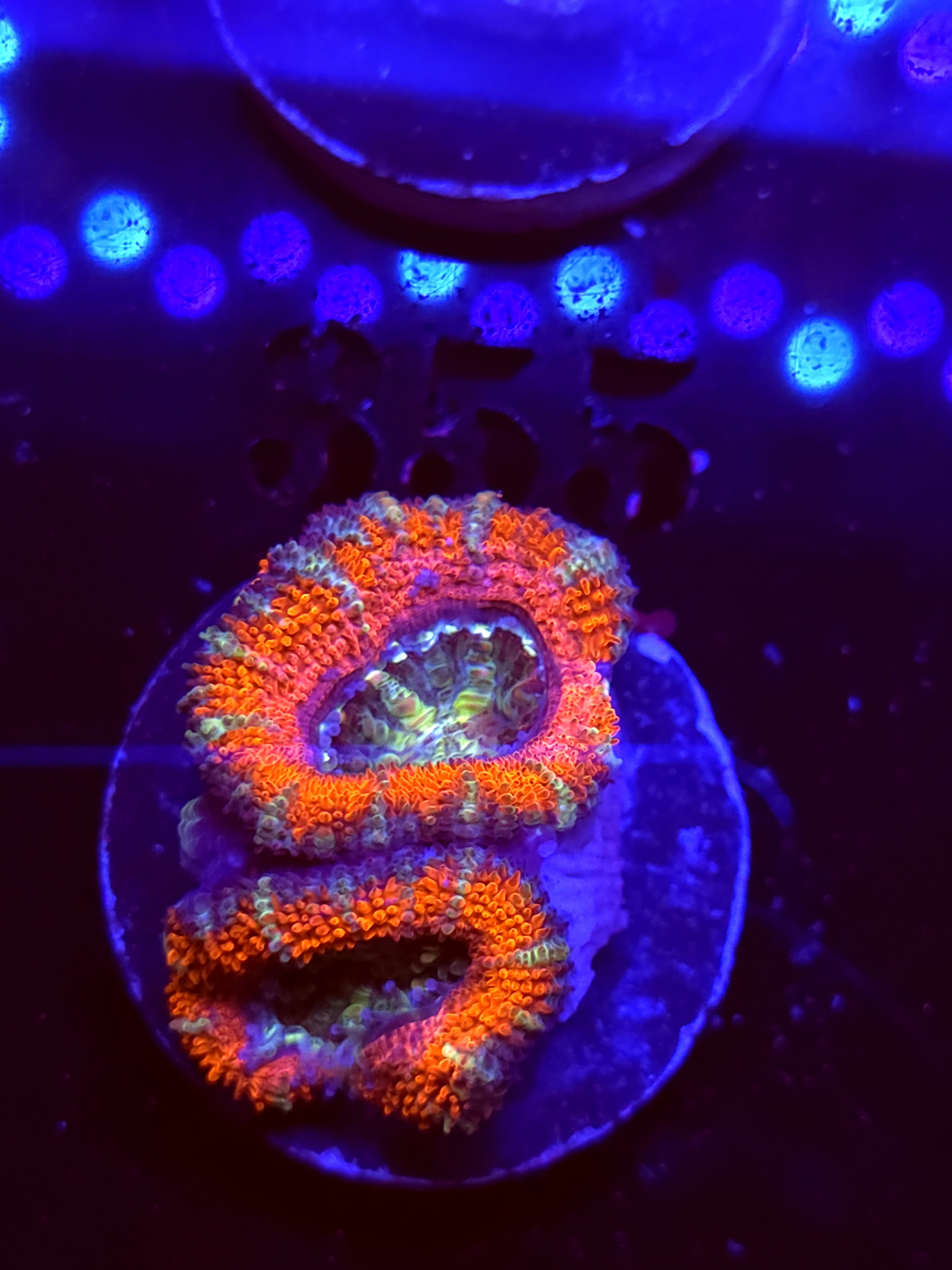 SBB "Candy Riot" Acan 2 Heads