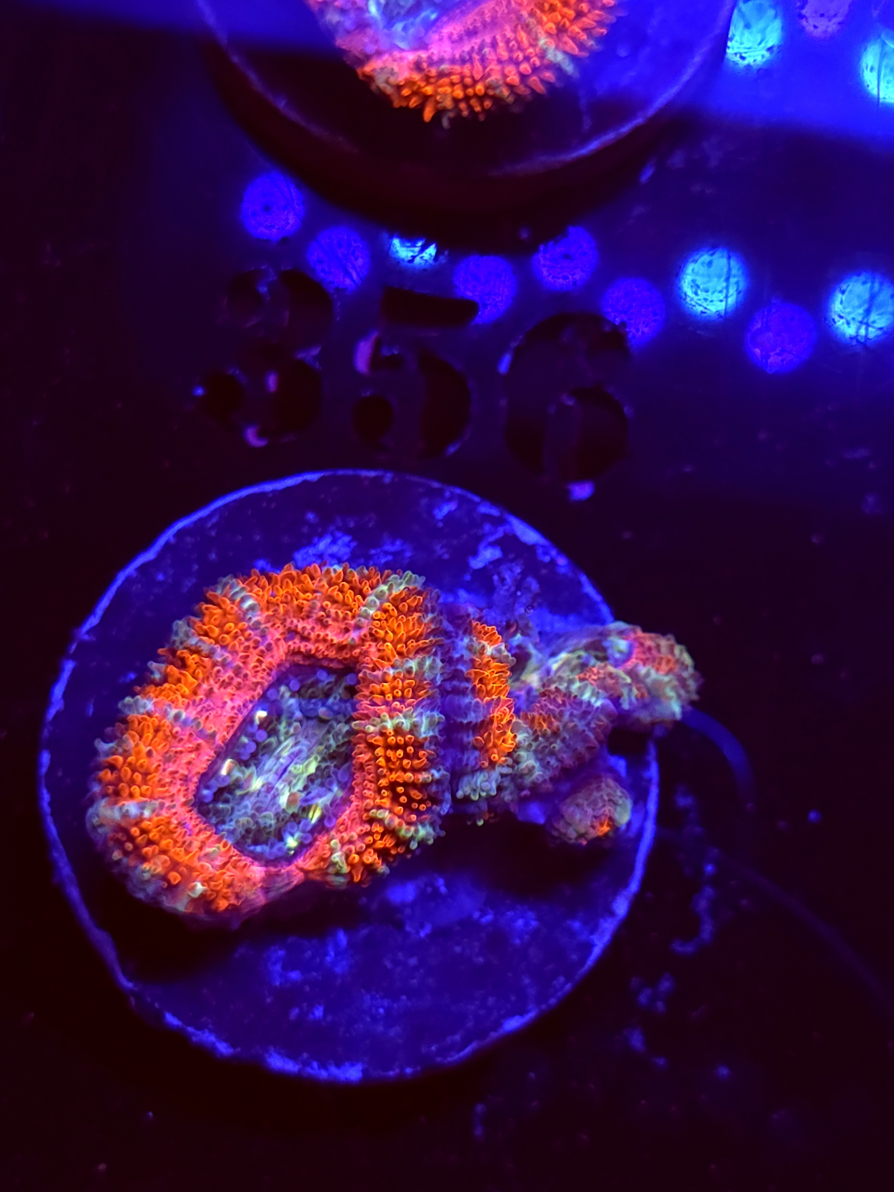 SBB "Candy Riot" Acan 2 Heads