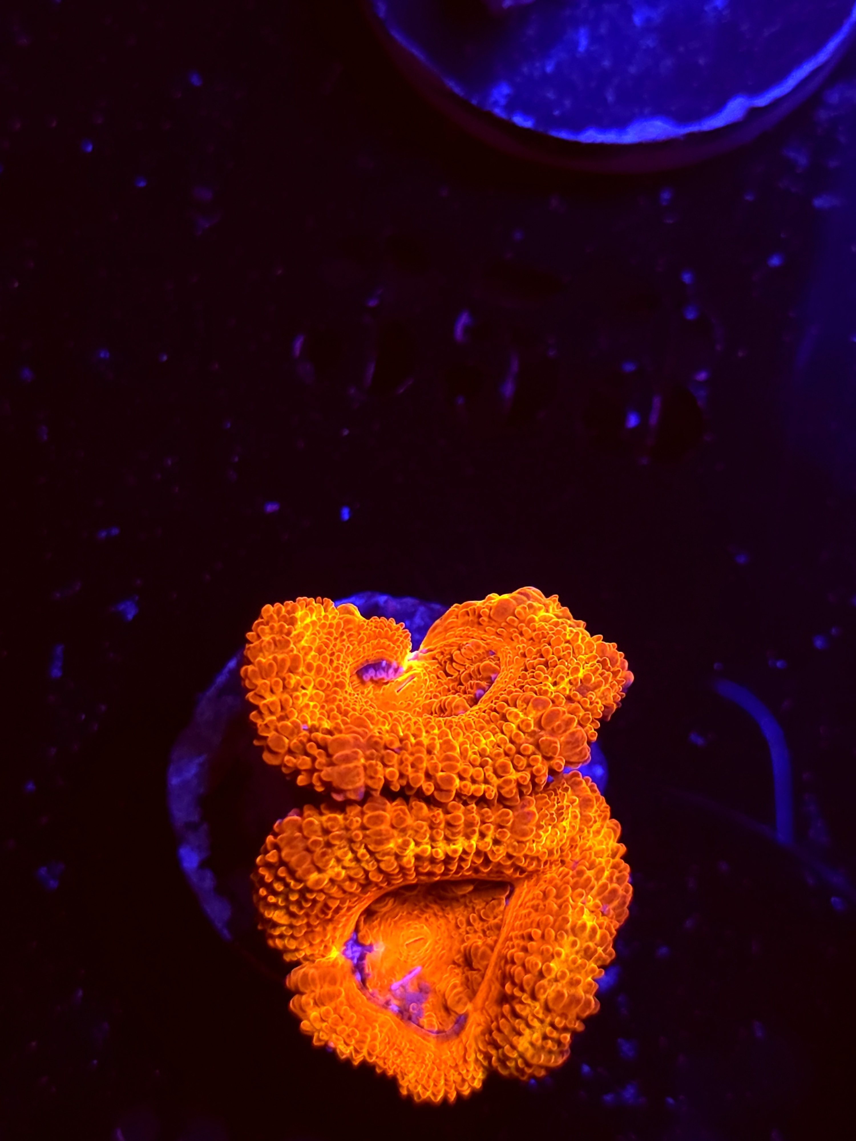 SBB "Toxic Taffy" Acan 2 Heads