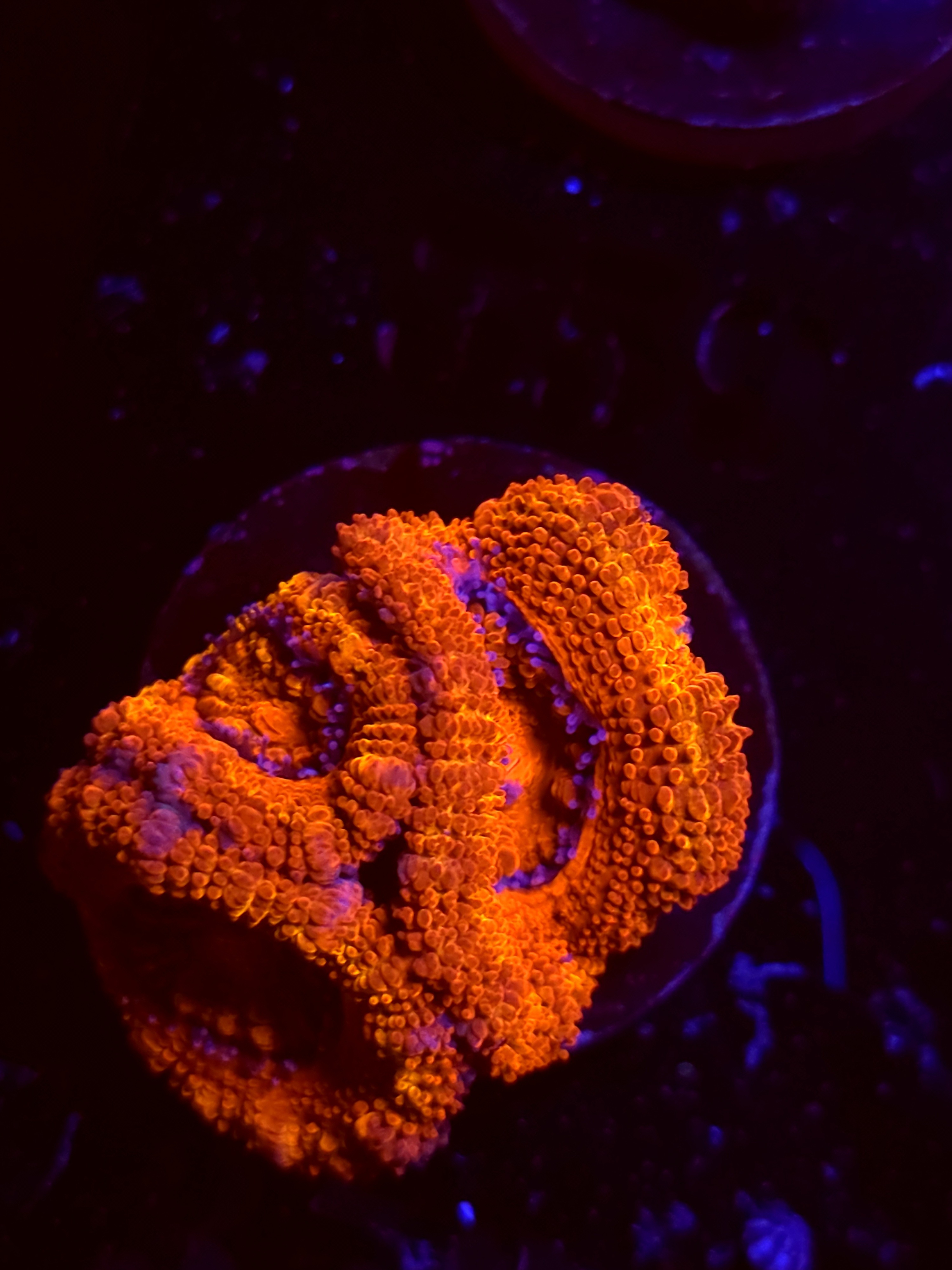SBB "Toxic Taffy" Acan 3 Heads