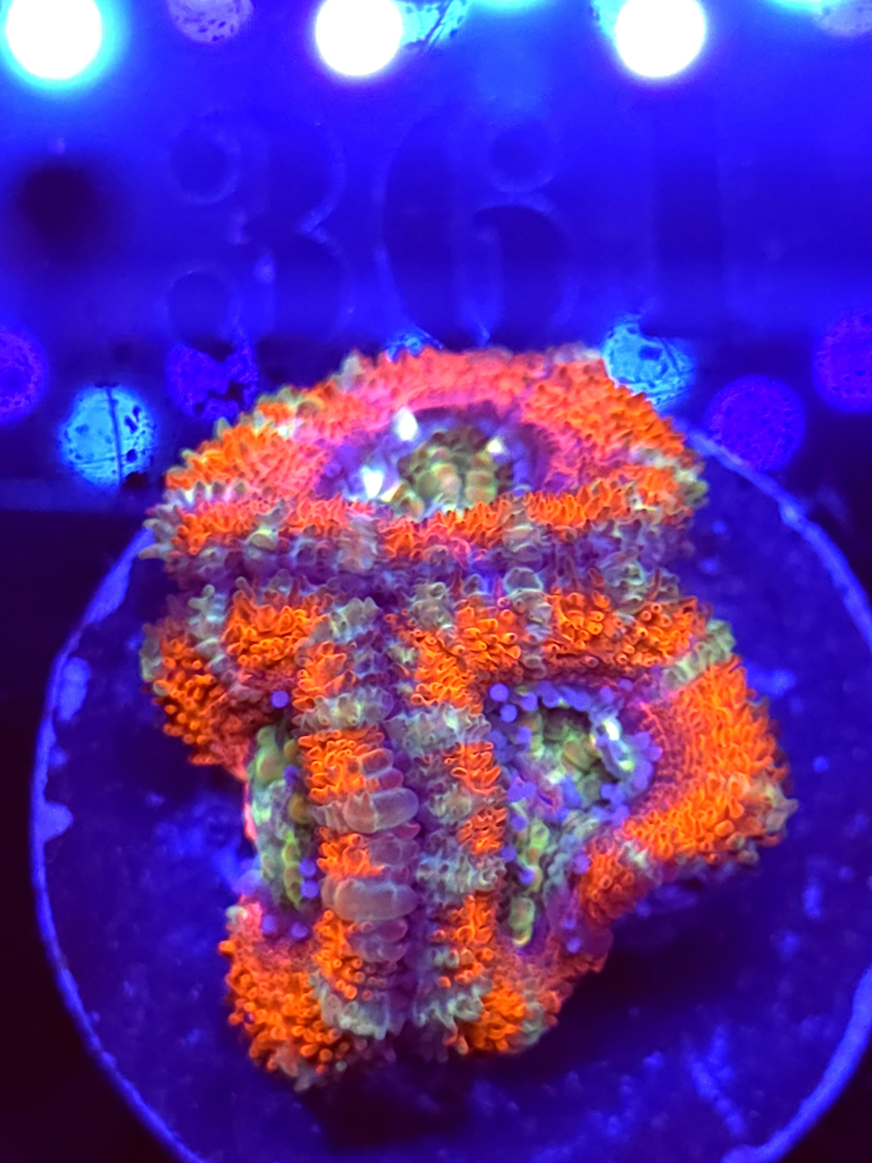 SBB "Mystery Signature" Acan 1 Head