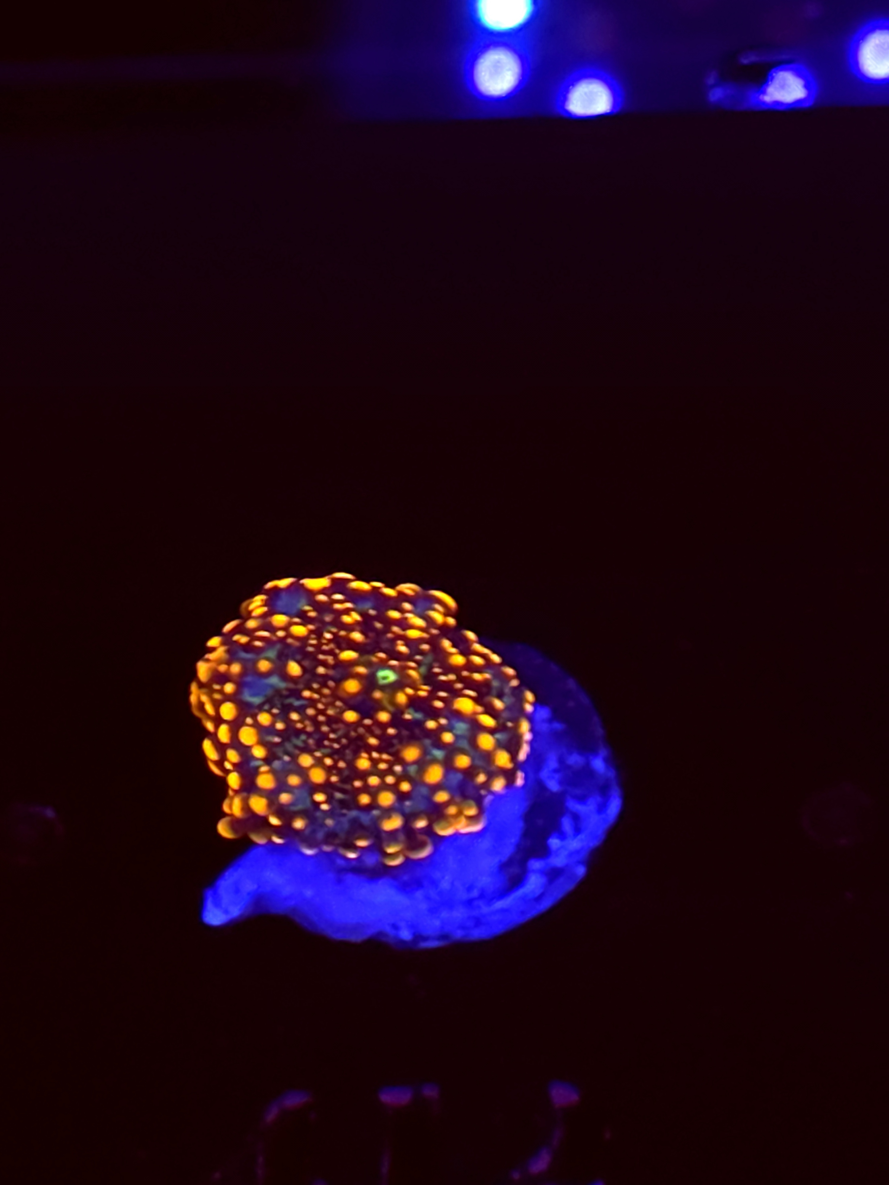 SBB "No Name" Mushroom Small