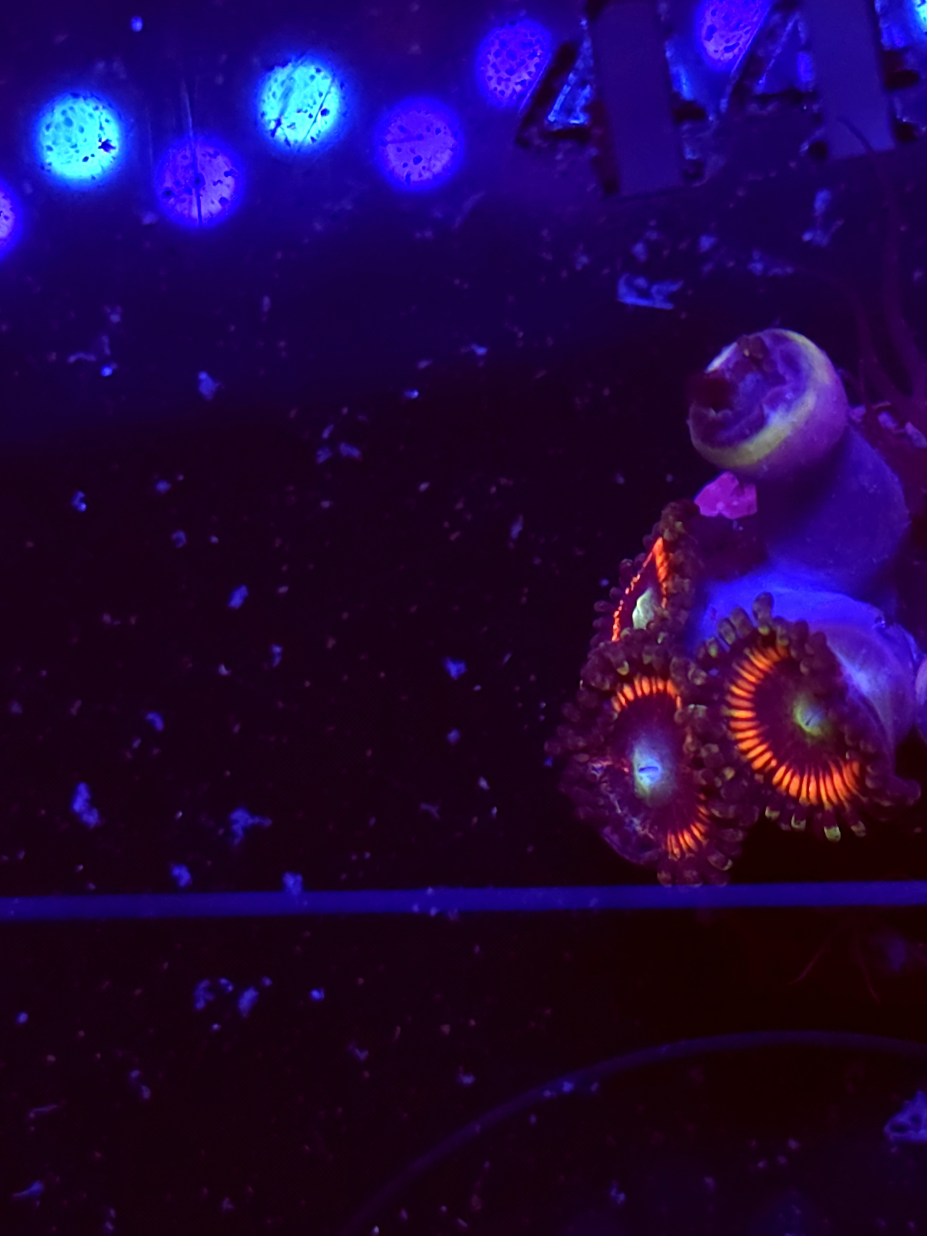 SBB "Iron Throne" Zoas 4 Polyps