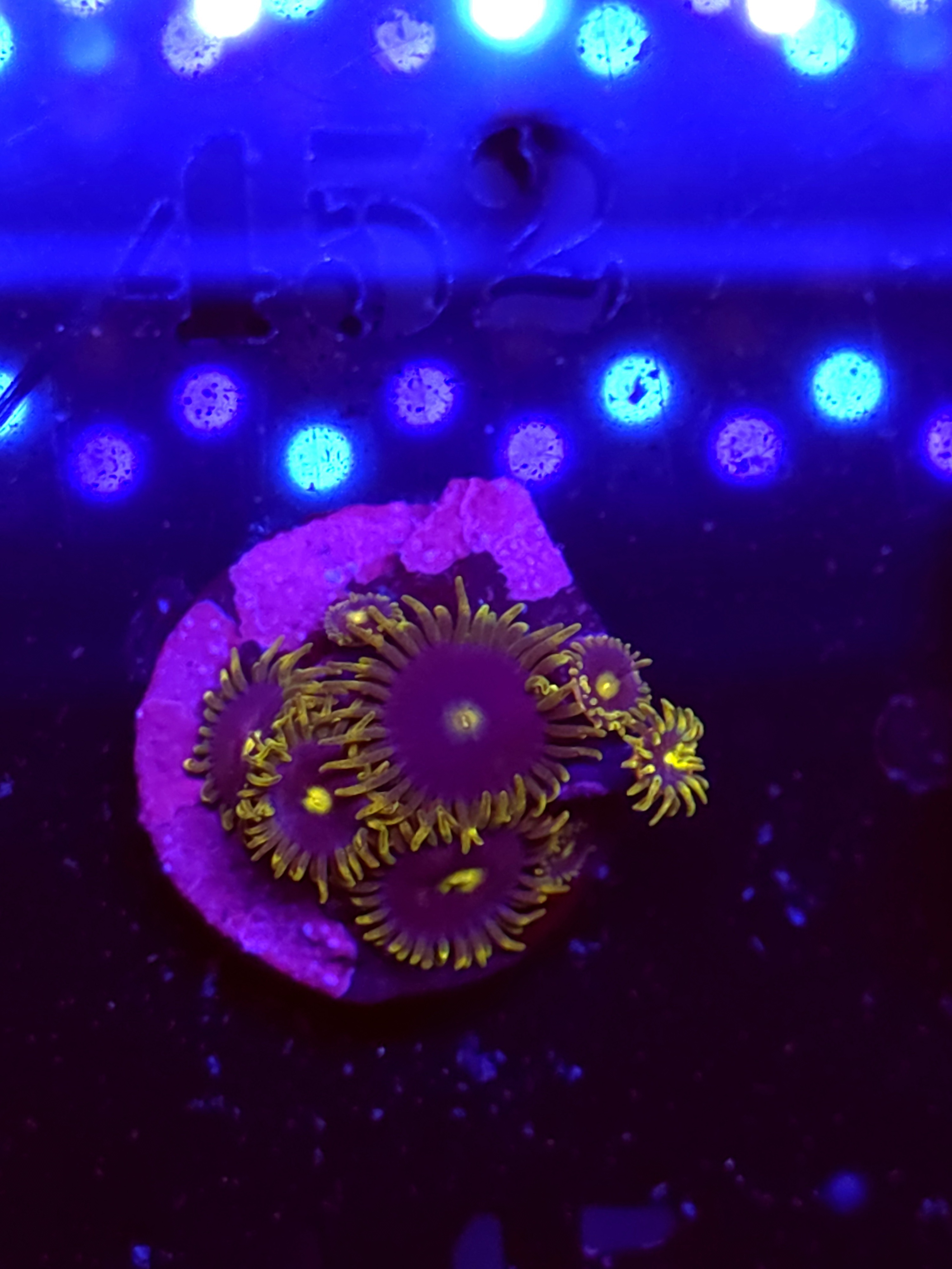 SBB "No Name" Zoas 3 Polyps