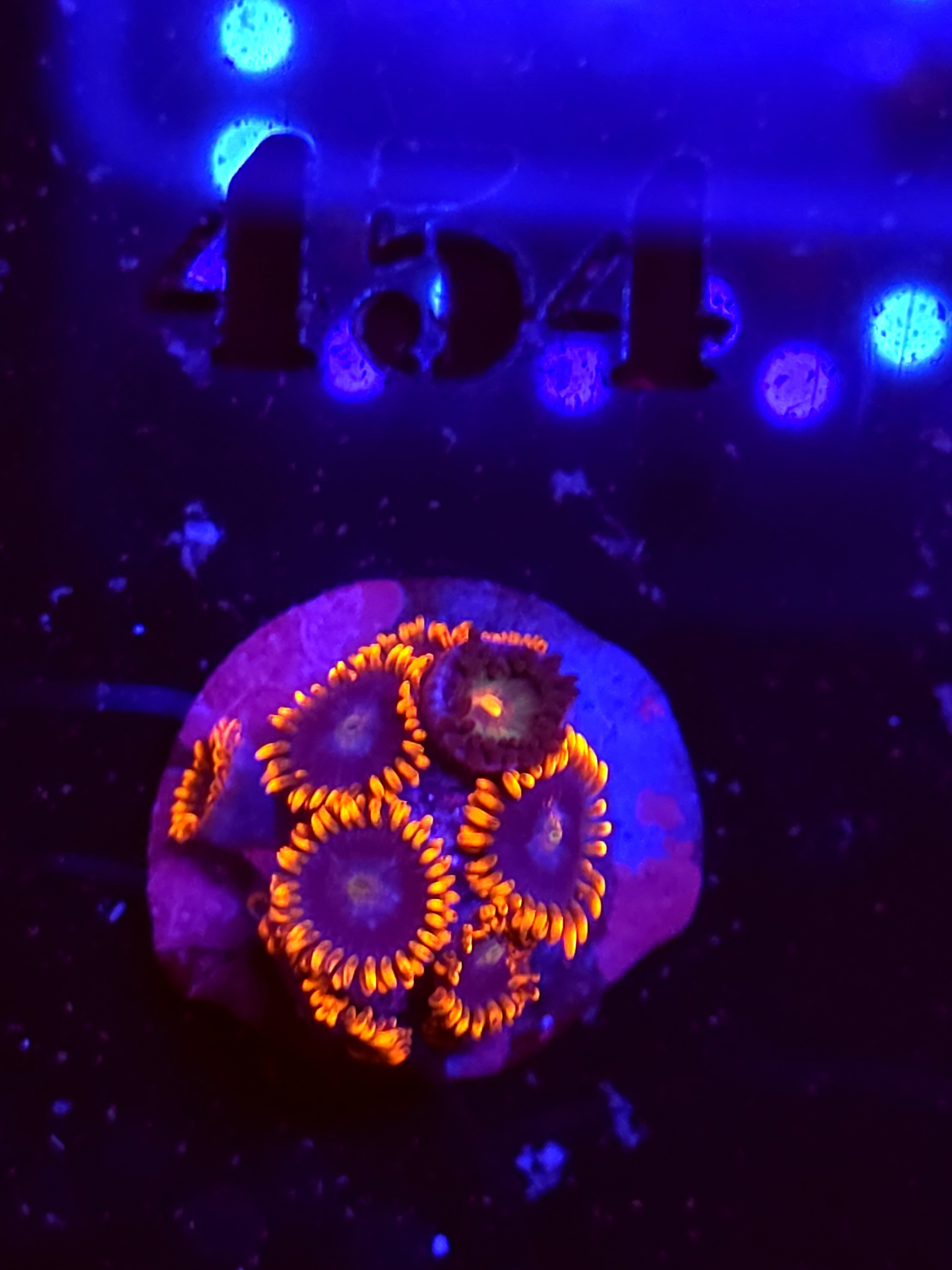 SBB "No Name" Zoas 3 Polyps
