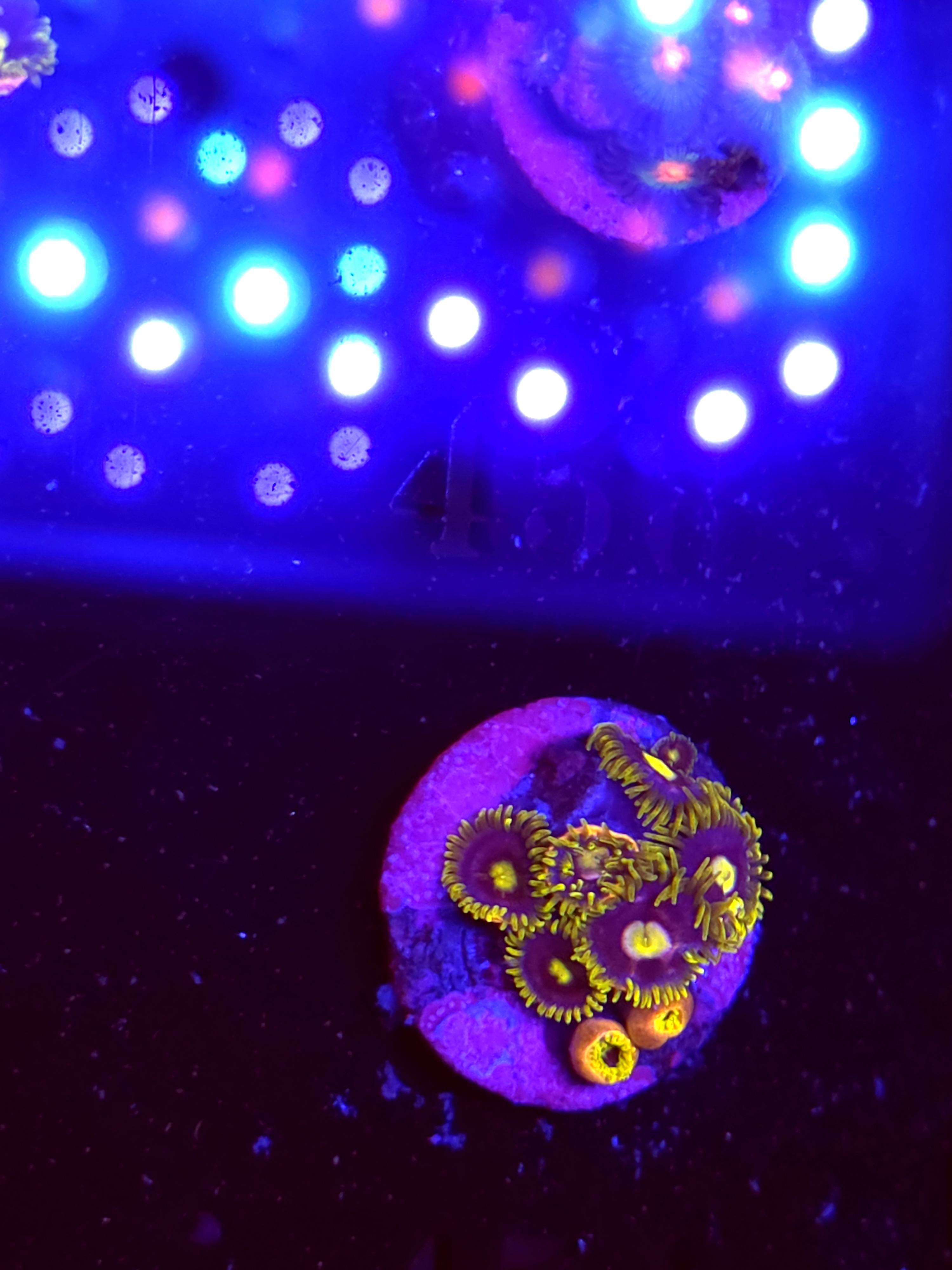 SBB "No Name" Zoas Mini Colony