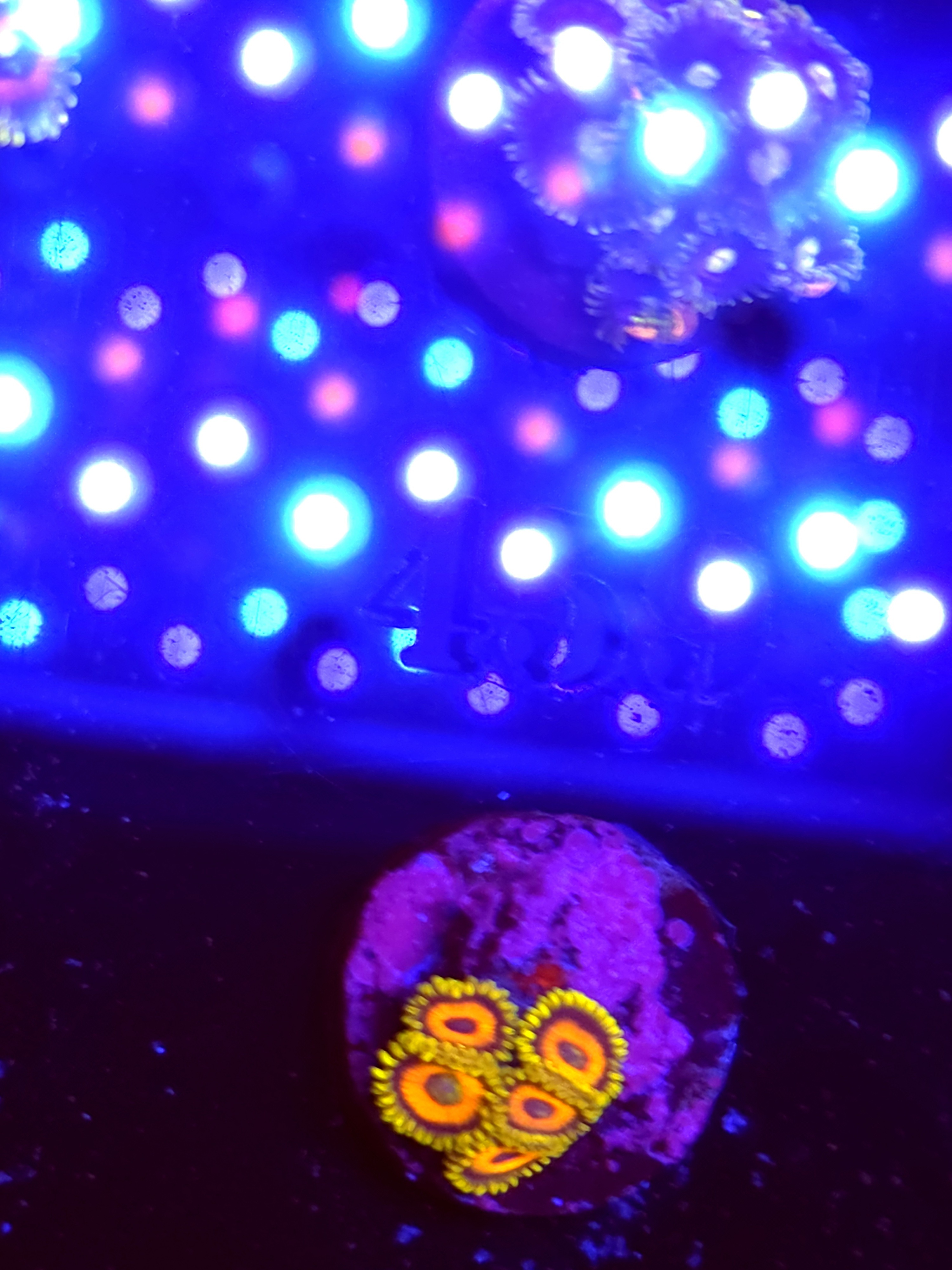 SBB "No Name" Zoas 5 Polyps