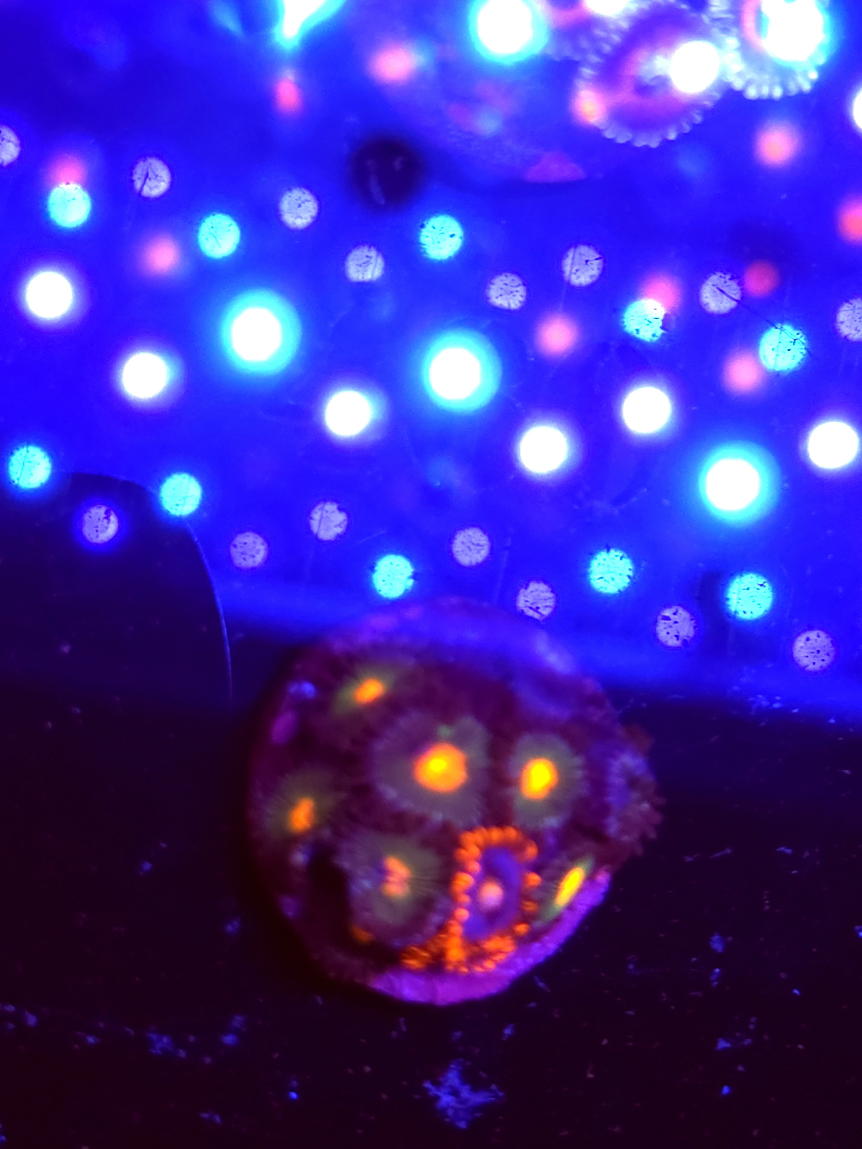 SBB "No Name" Zoas Mini Colony