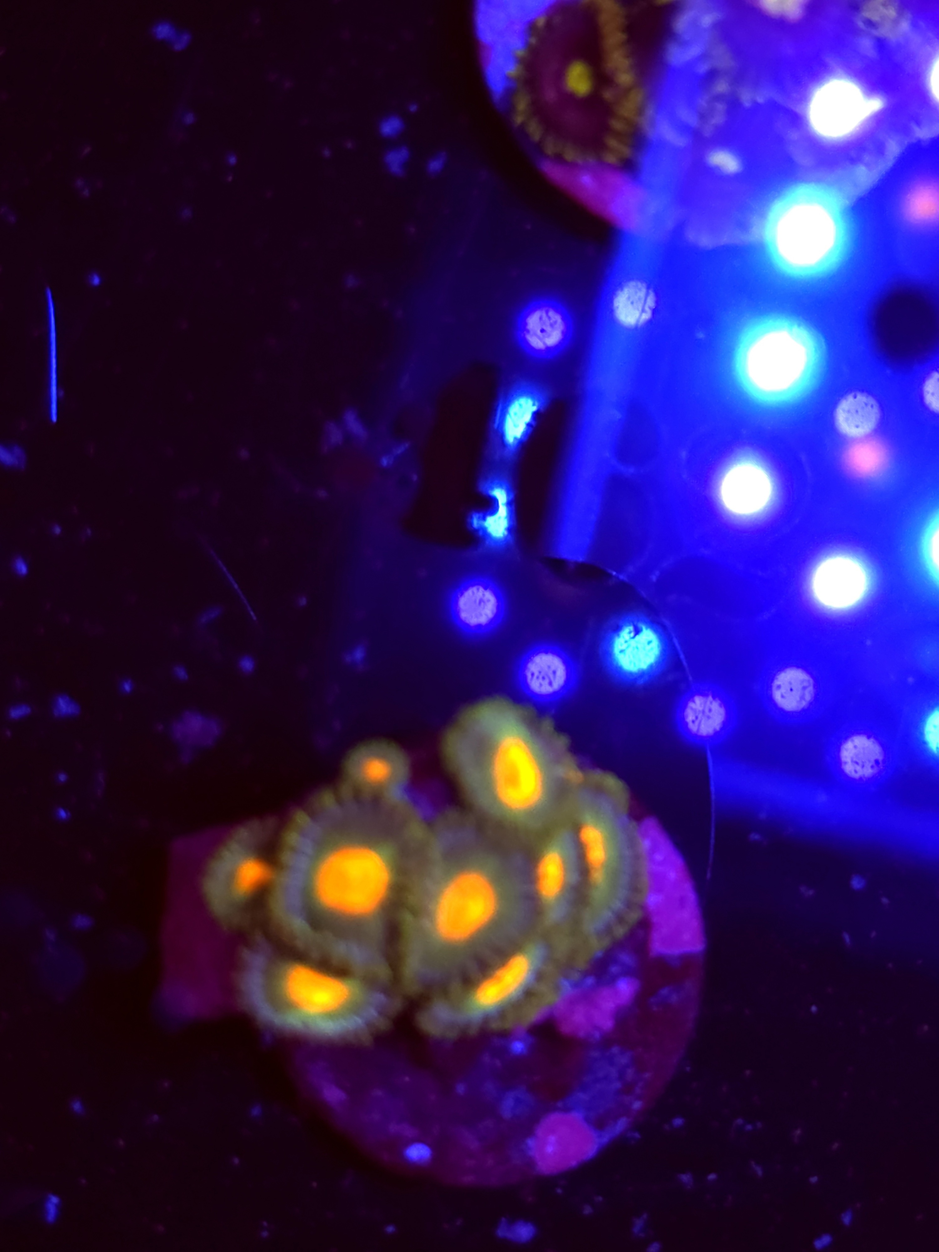 SBB "No Name" Zoas Mini Colony