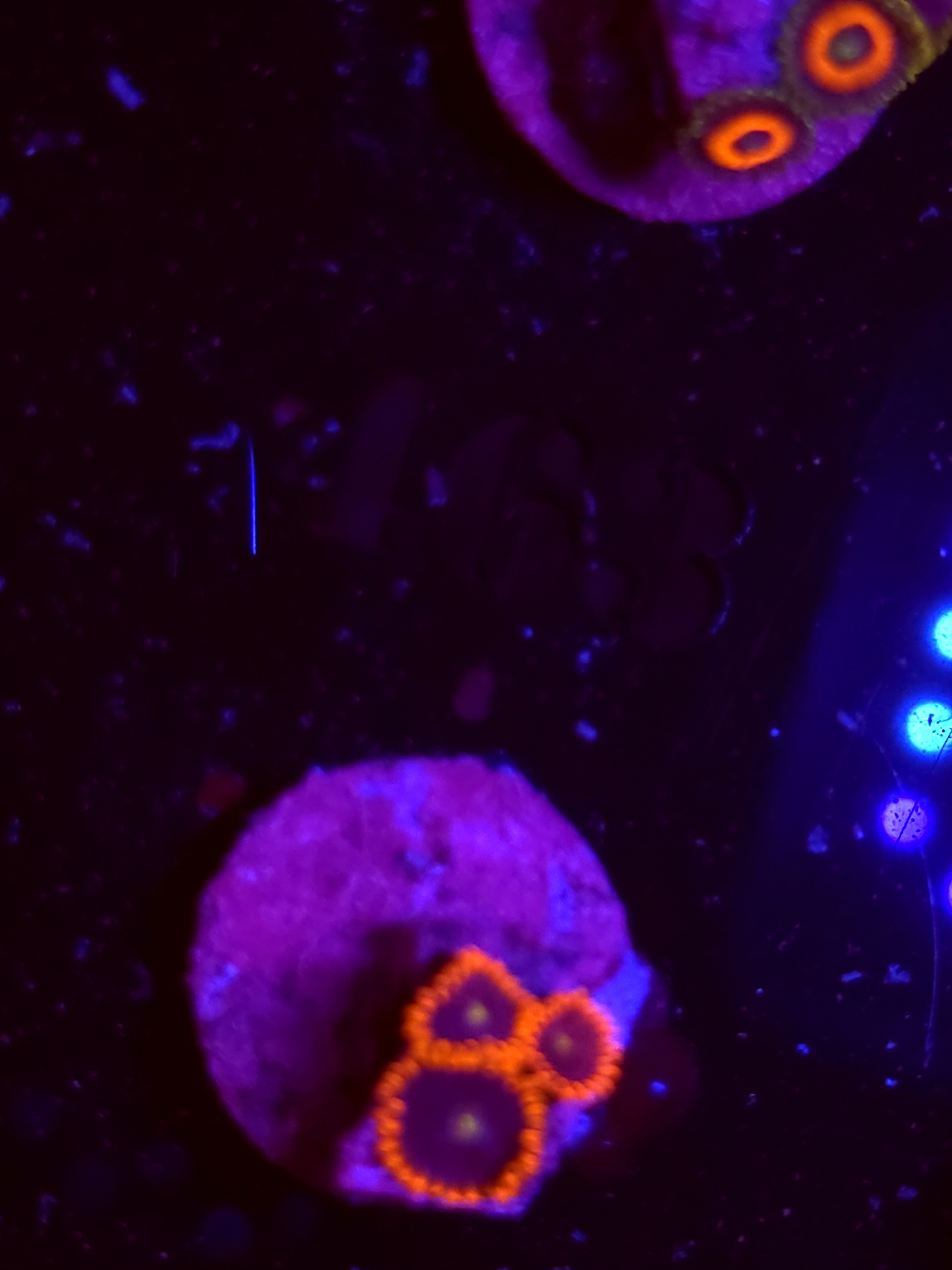 SBB "No Name" Zoas 3 Polyps