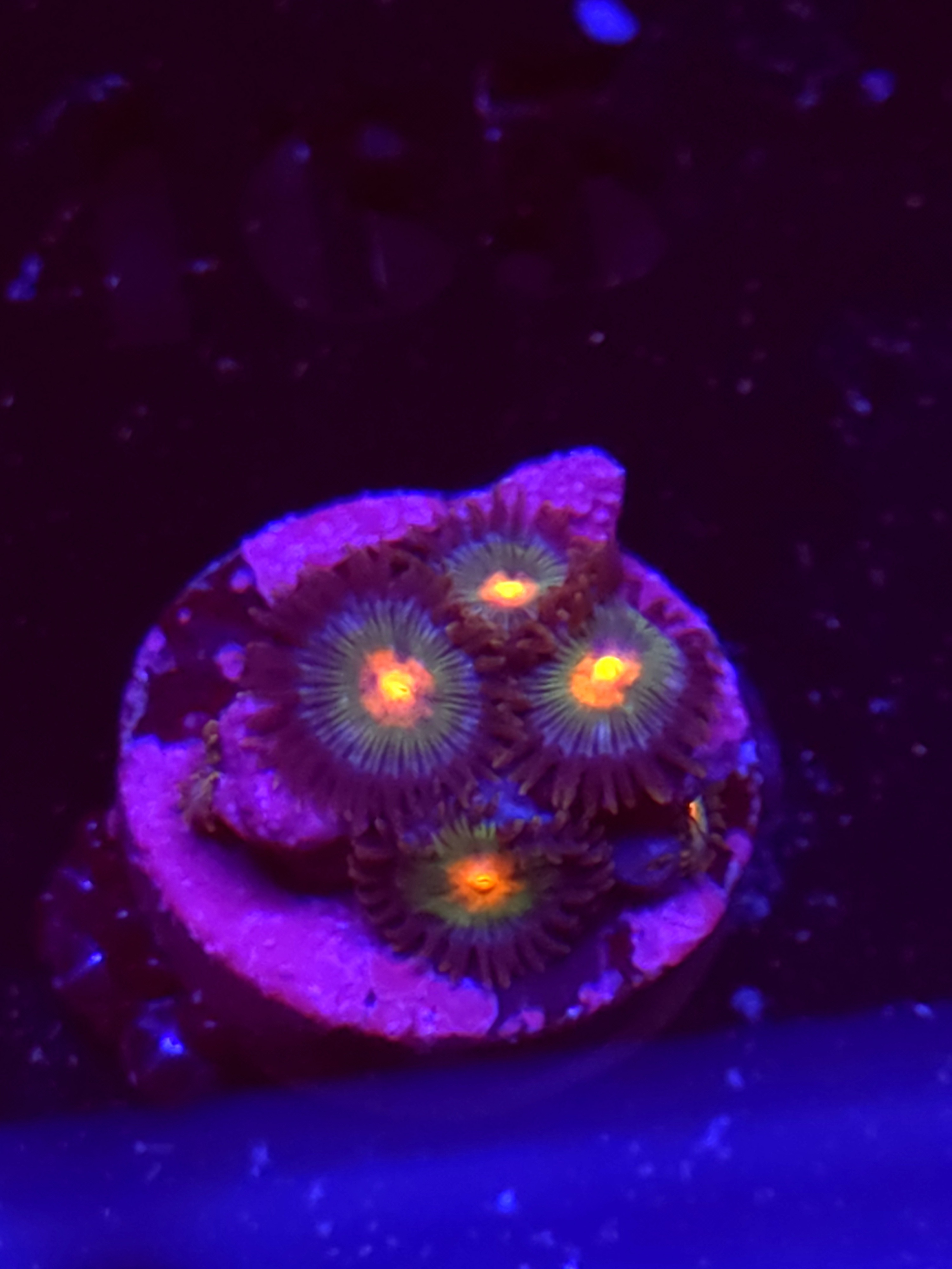 SBB "No Name" Zoas 4 Polyps