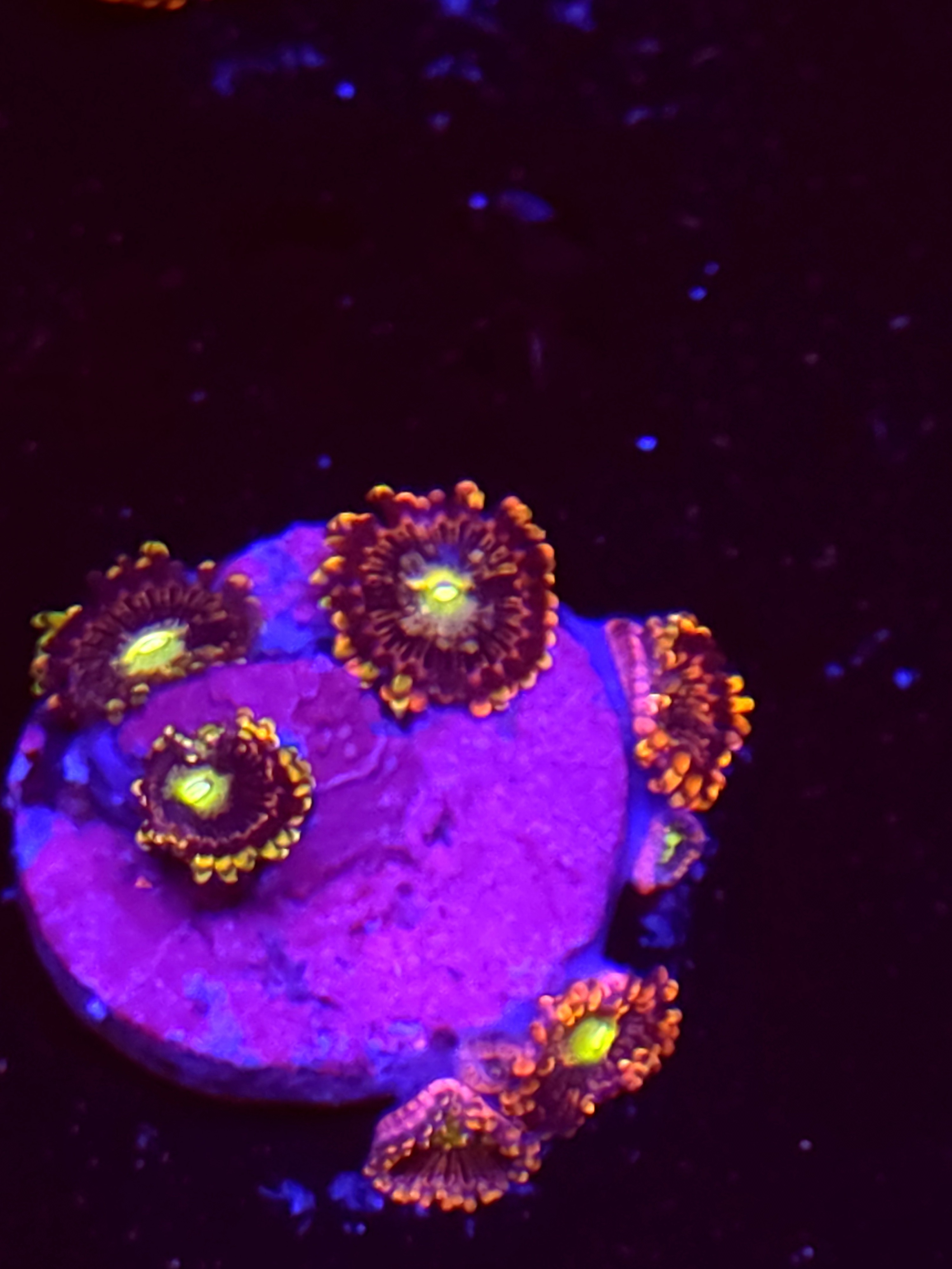 SBB "No Name" Zoas 5 Polyps