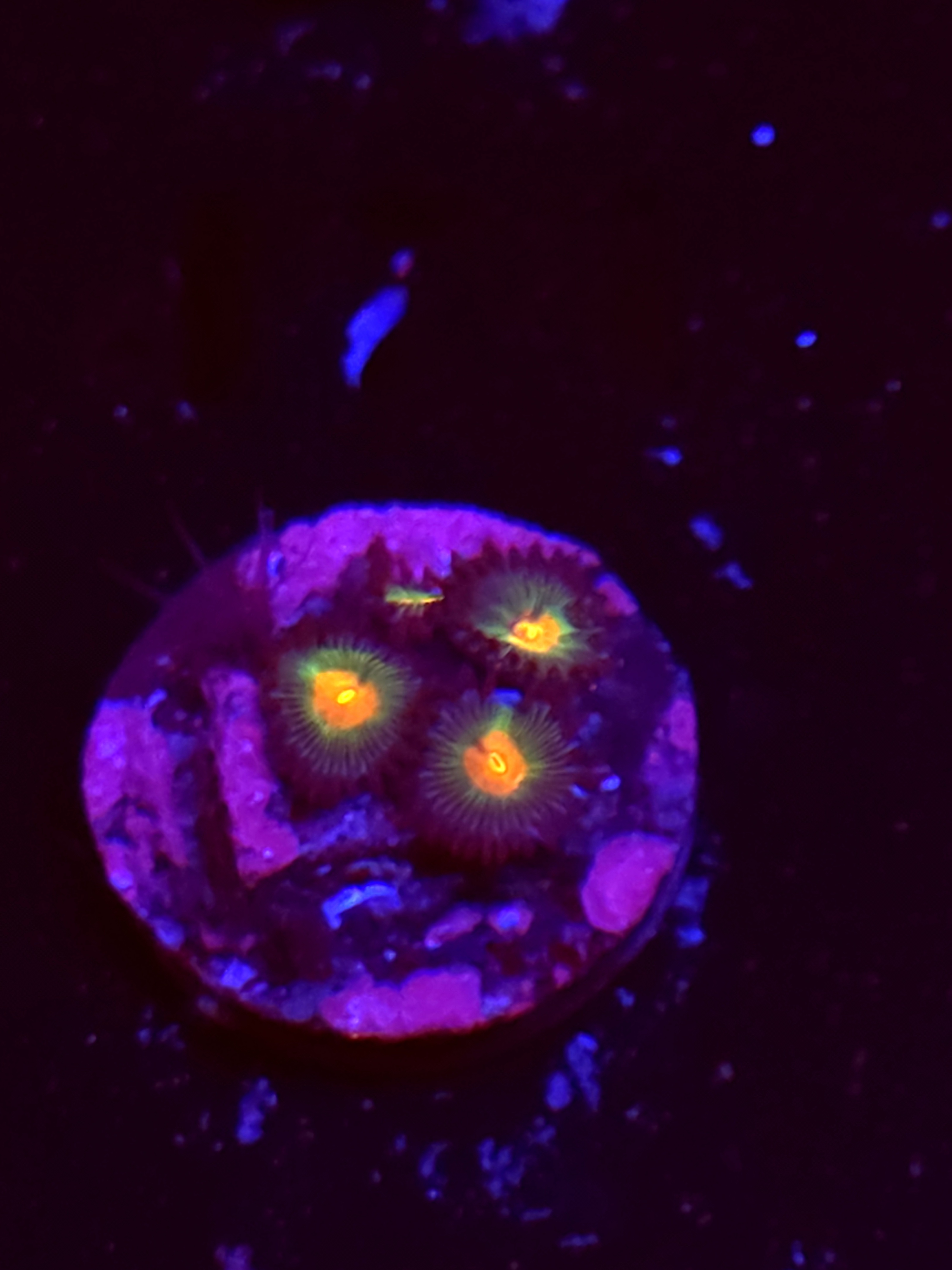 SBB "No Name" Zoas 2 Polyps