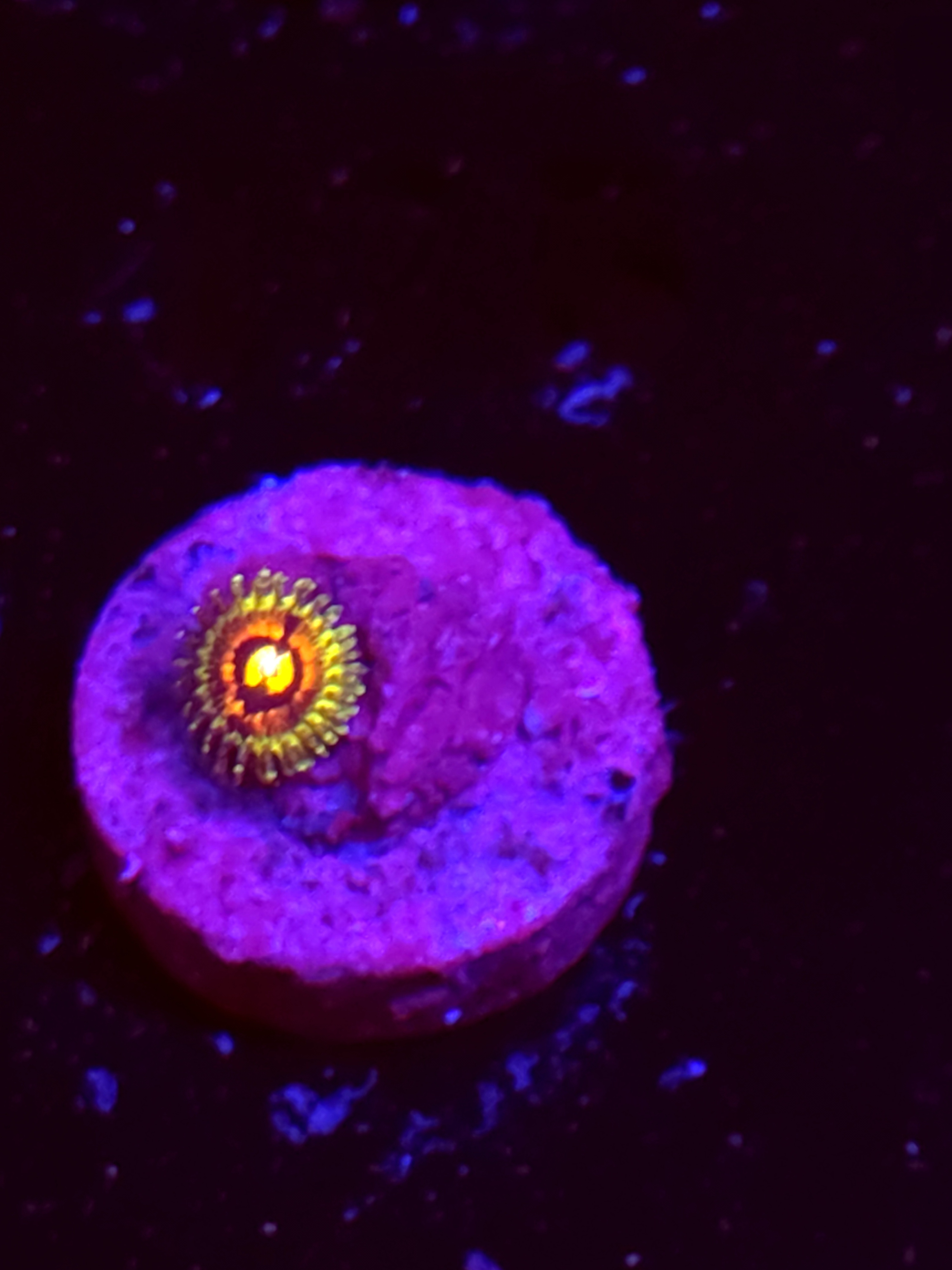 SBB "No Name" Zoas 1 polyp