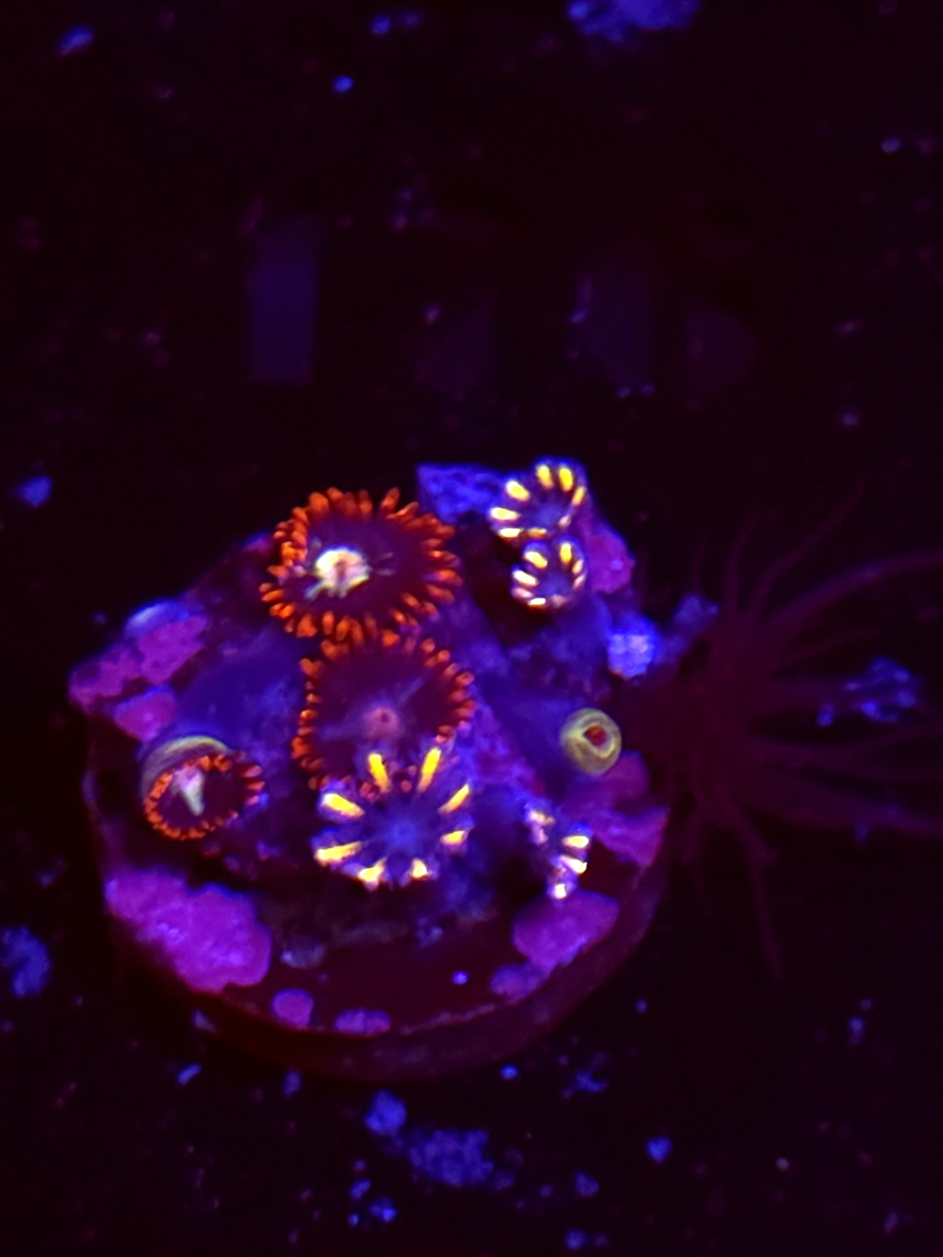 SBB "No Name" Zoas 5 Polyps