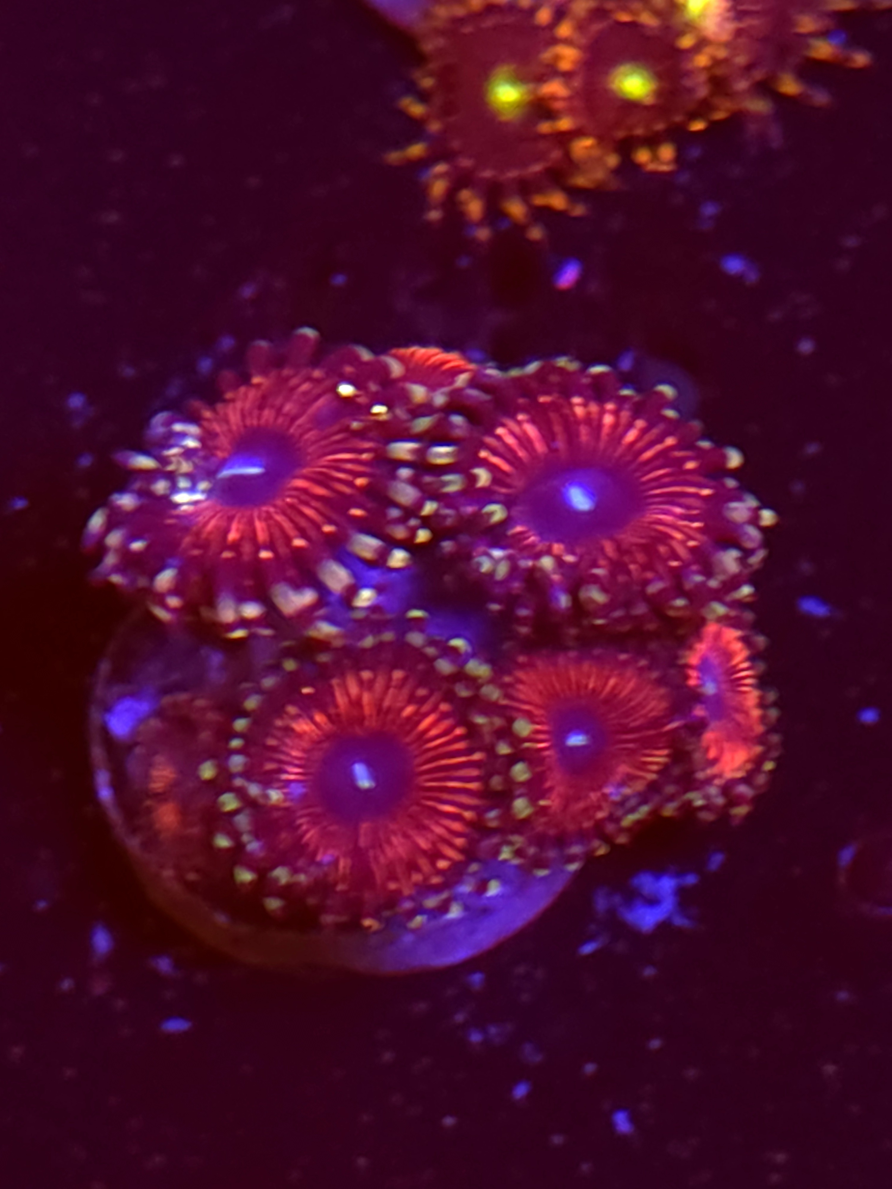 SBB "No Name" Zoas Mini Colony