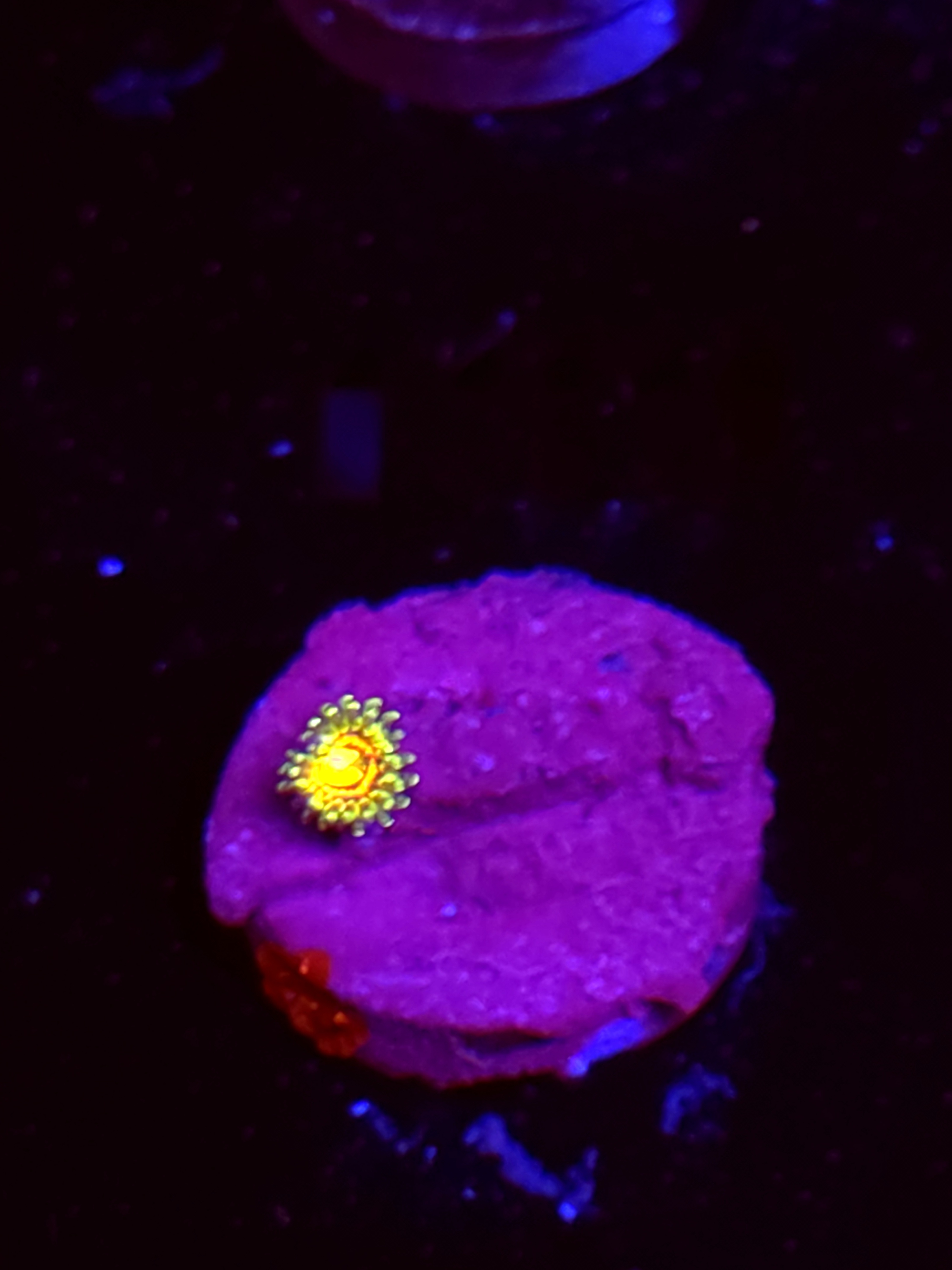 SBB "No Name" Zoas 1 polyp