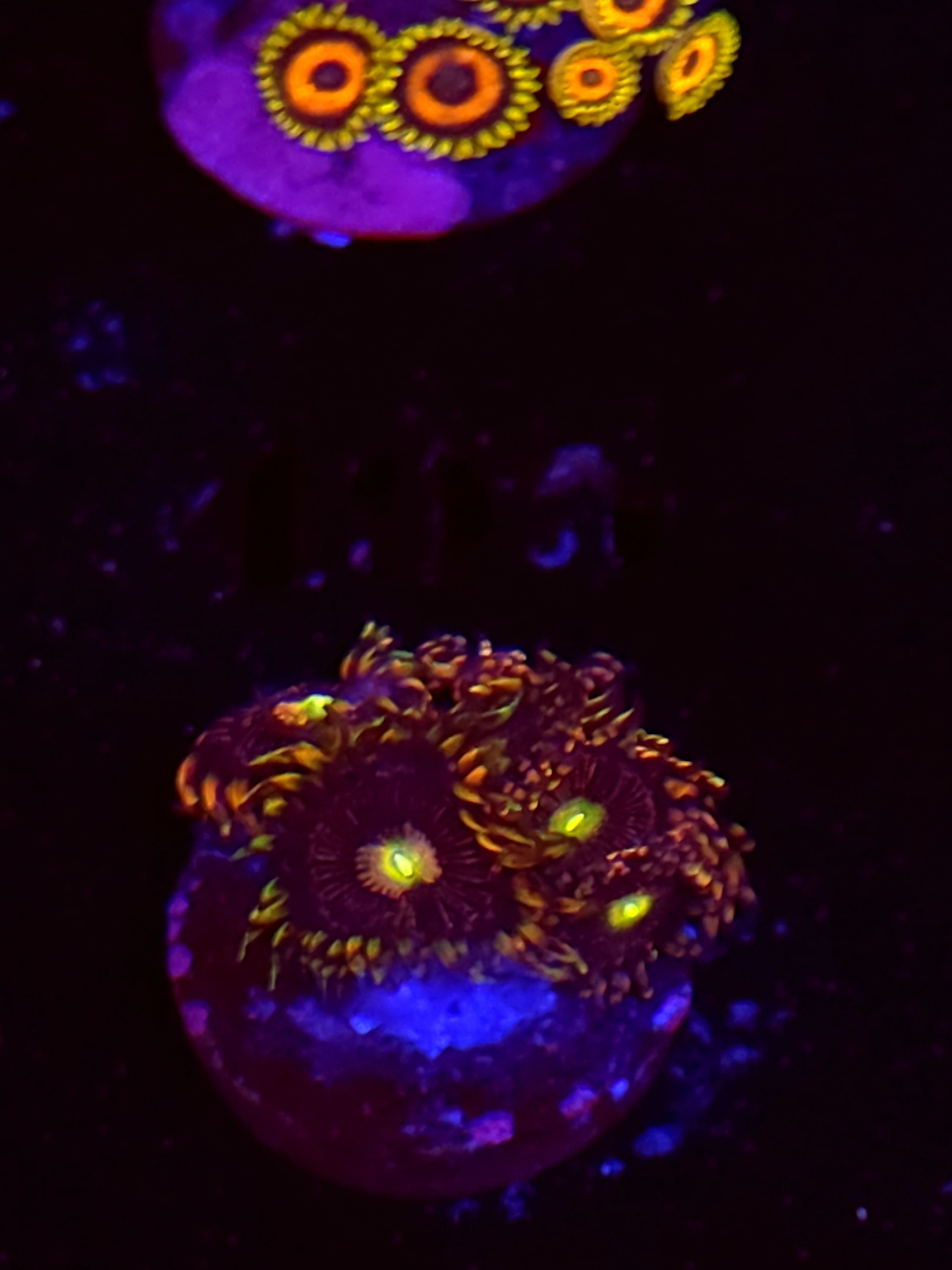 SBB "No Name" Zoas 5+ Polyps