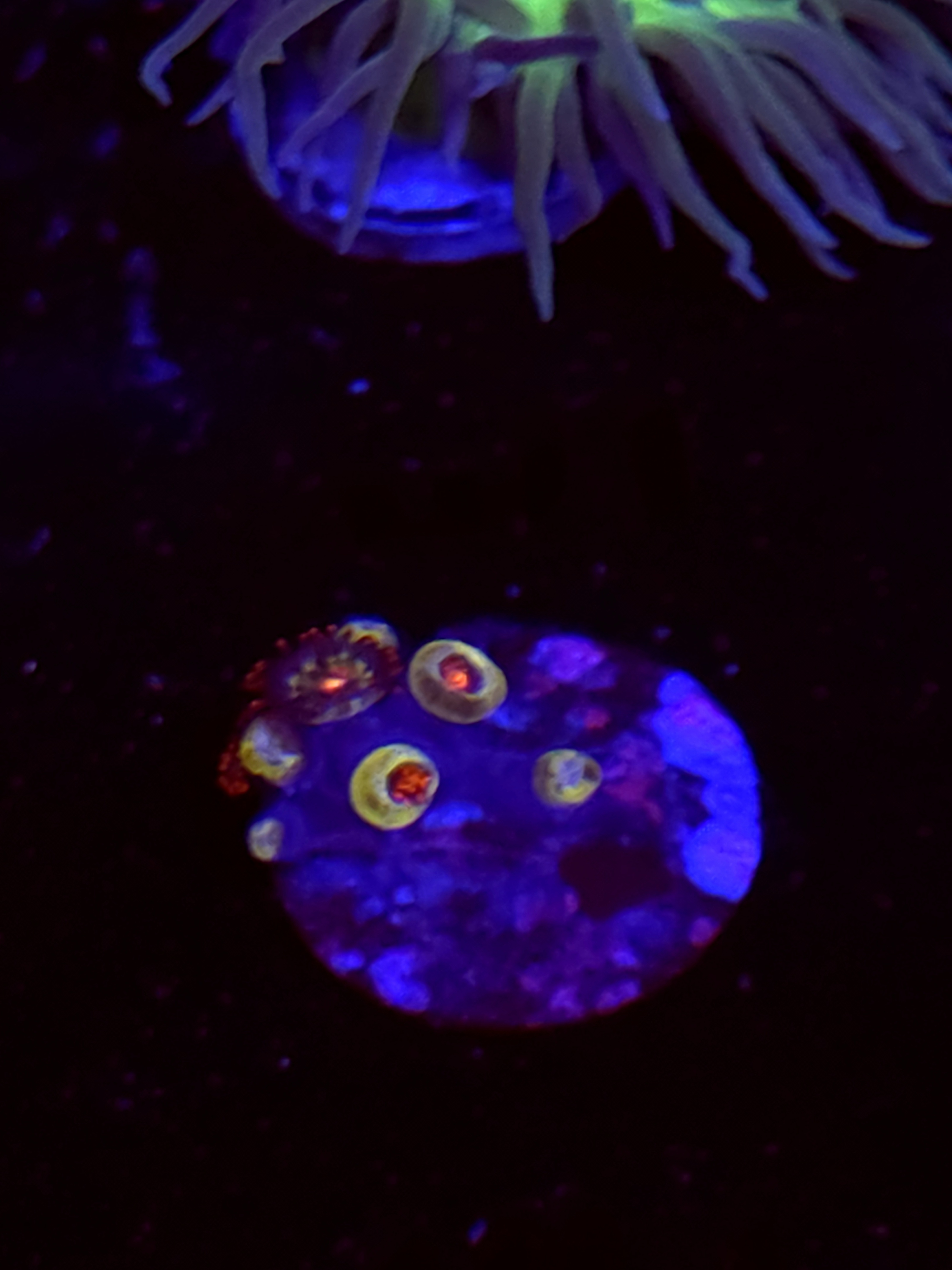 SBB "No Name" Zoas Mini Colony