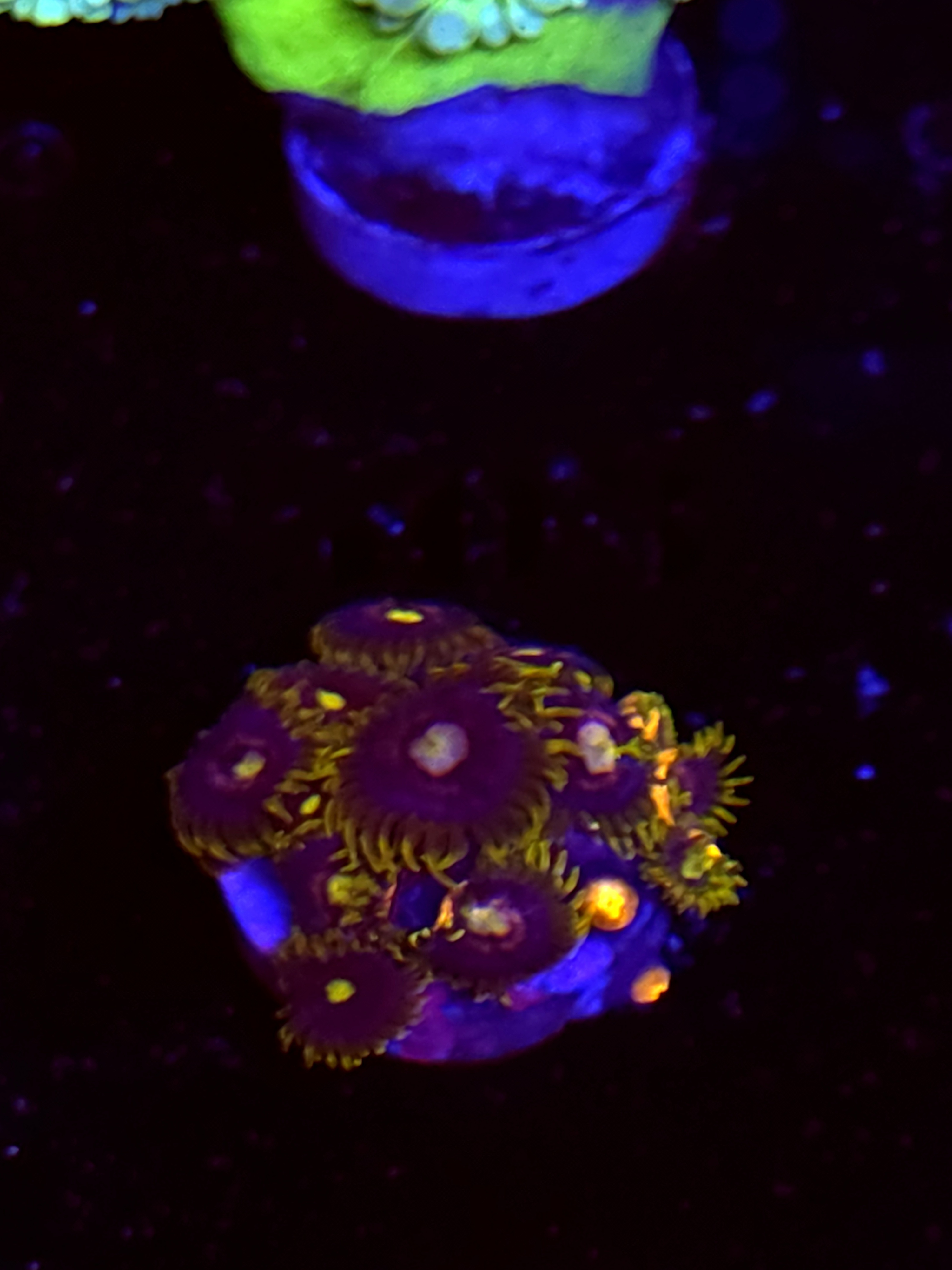 SBB "No Name" Zoas Mini Colony