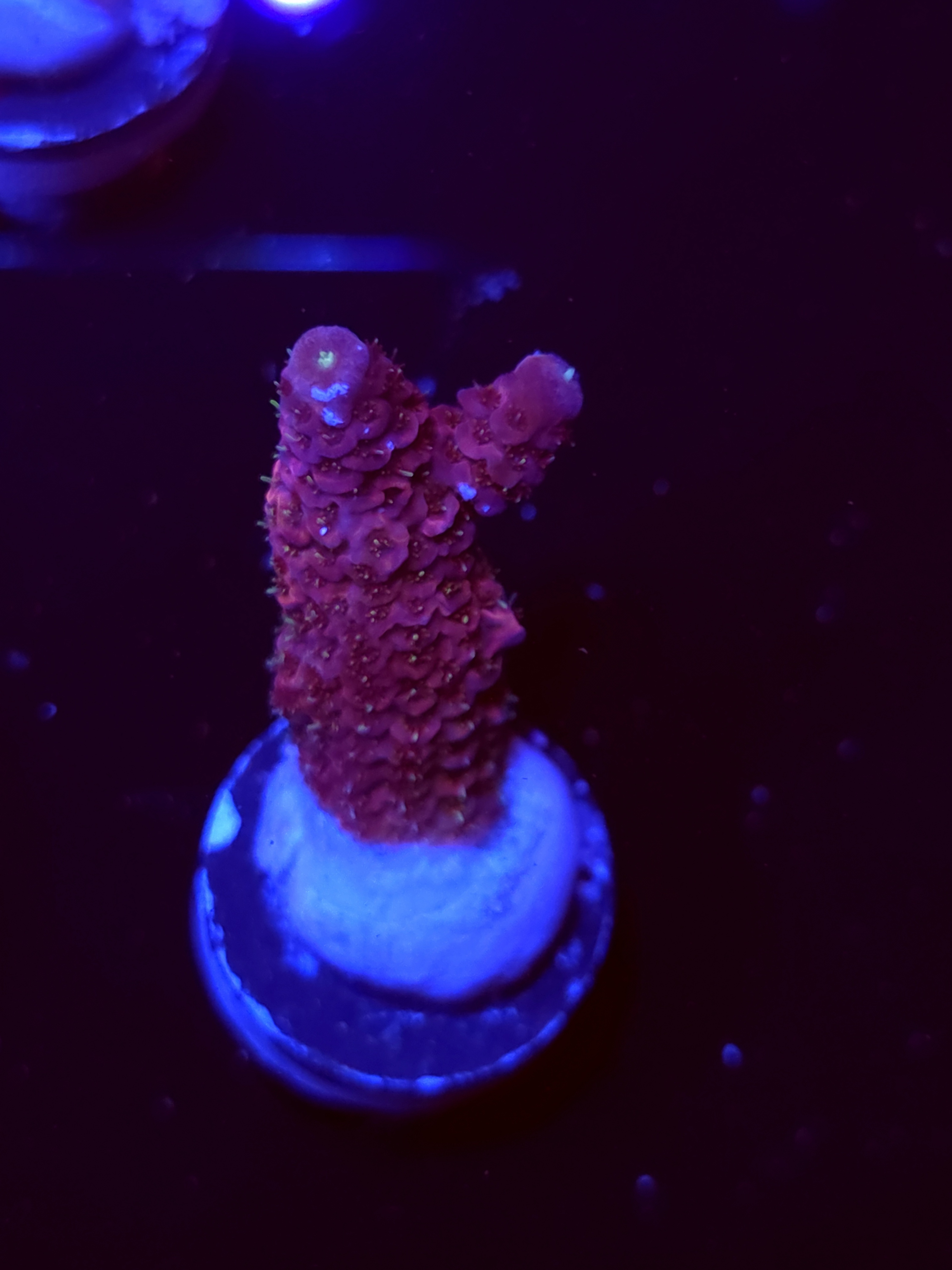 SBB "Day Dream" Acro Medium Branch