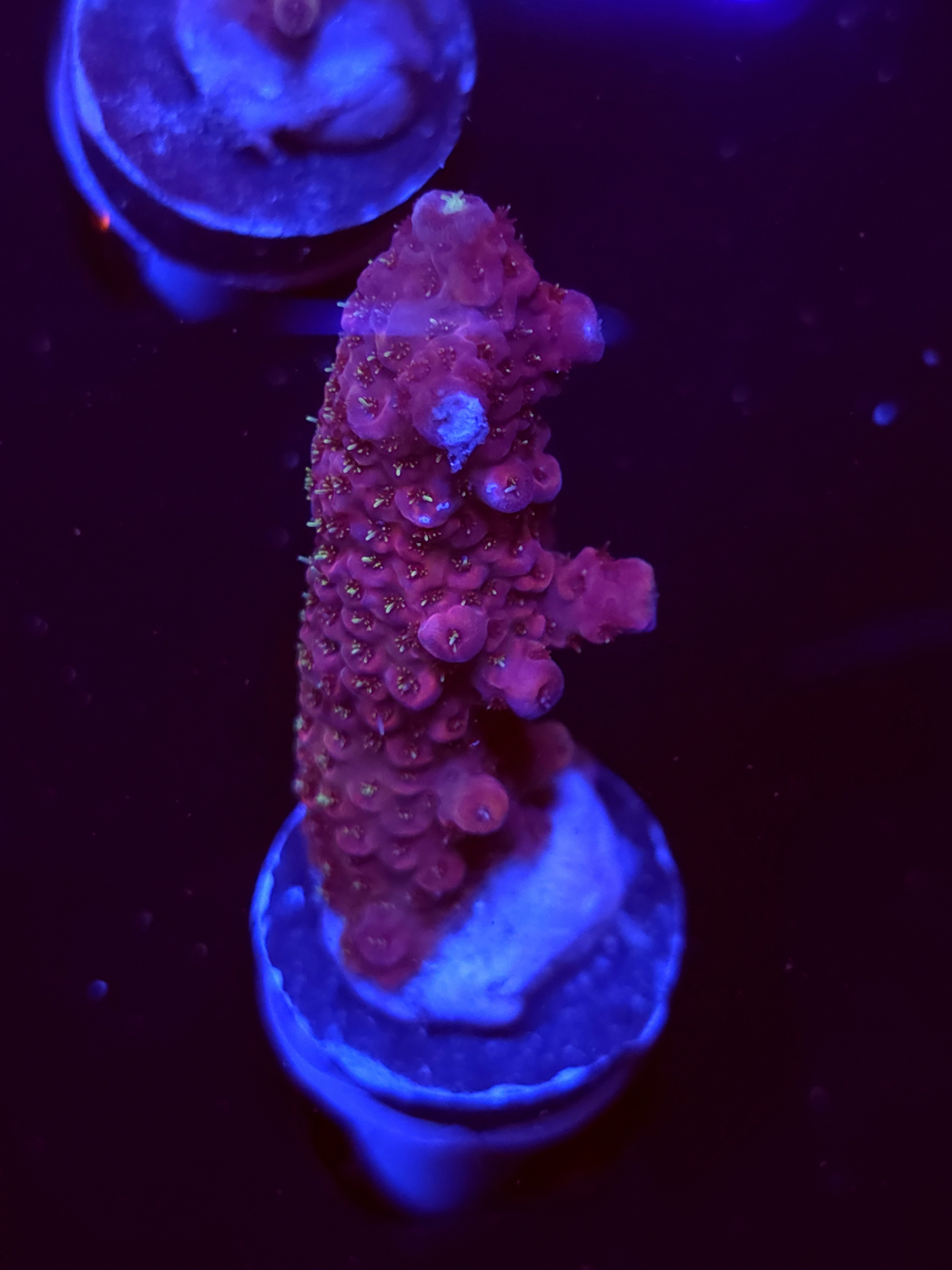 SBB "Day Dream" Acro Large Branch