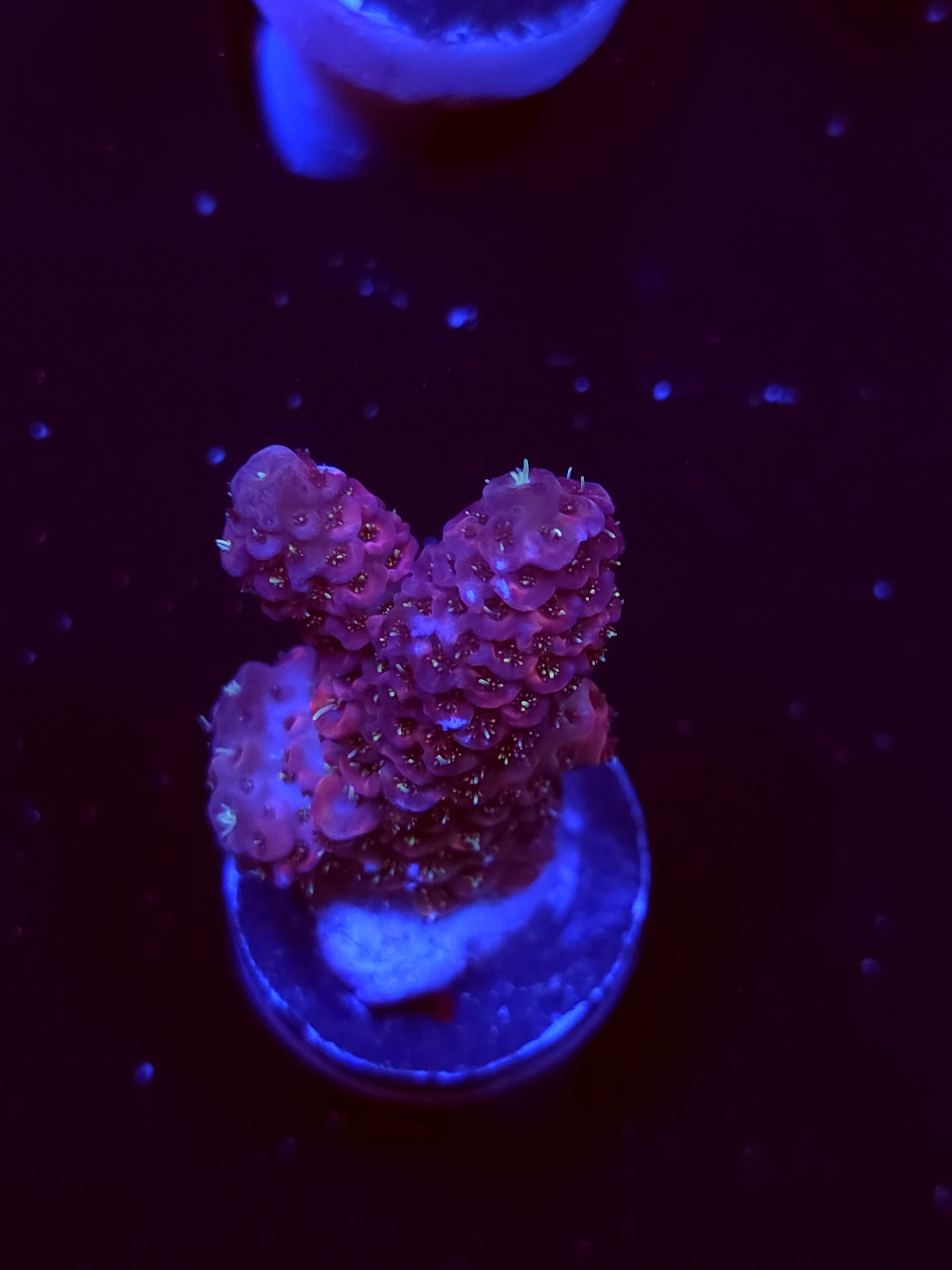 SBB "Day Dream" Acro Medium 2 Branch