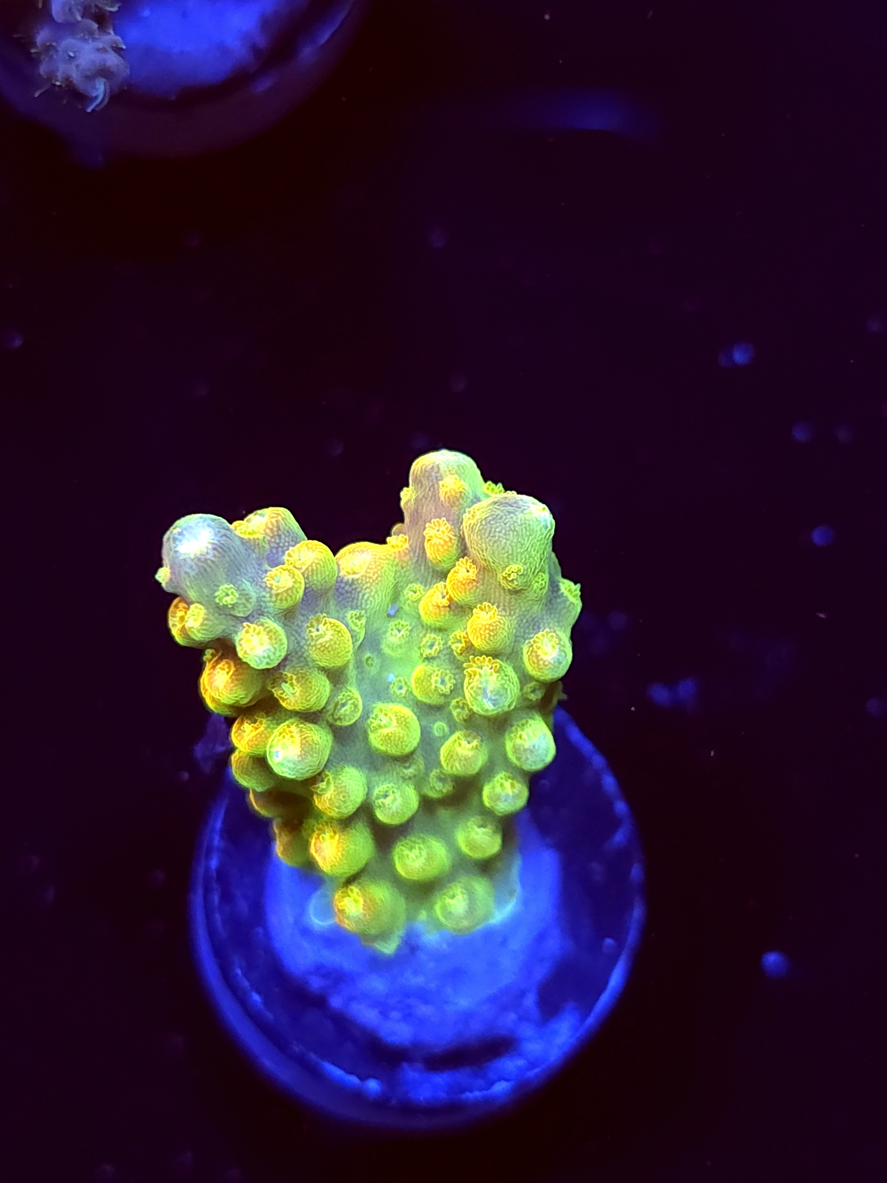 SBB "Rainbow Fish" Acro Small 2 Branch