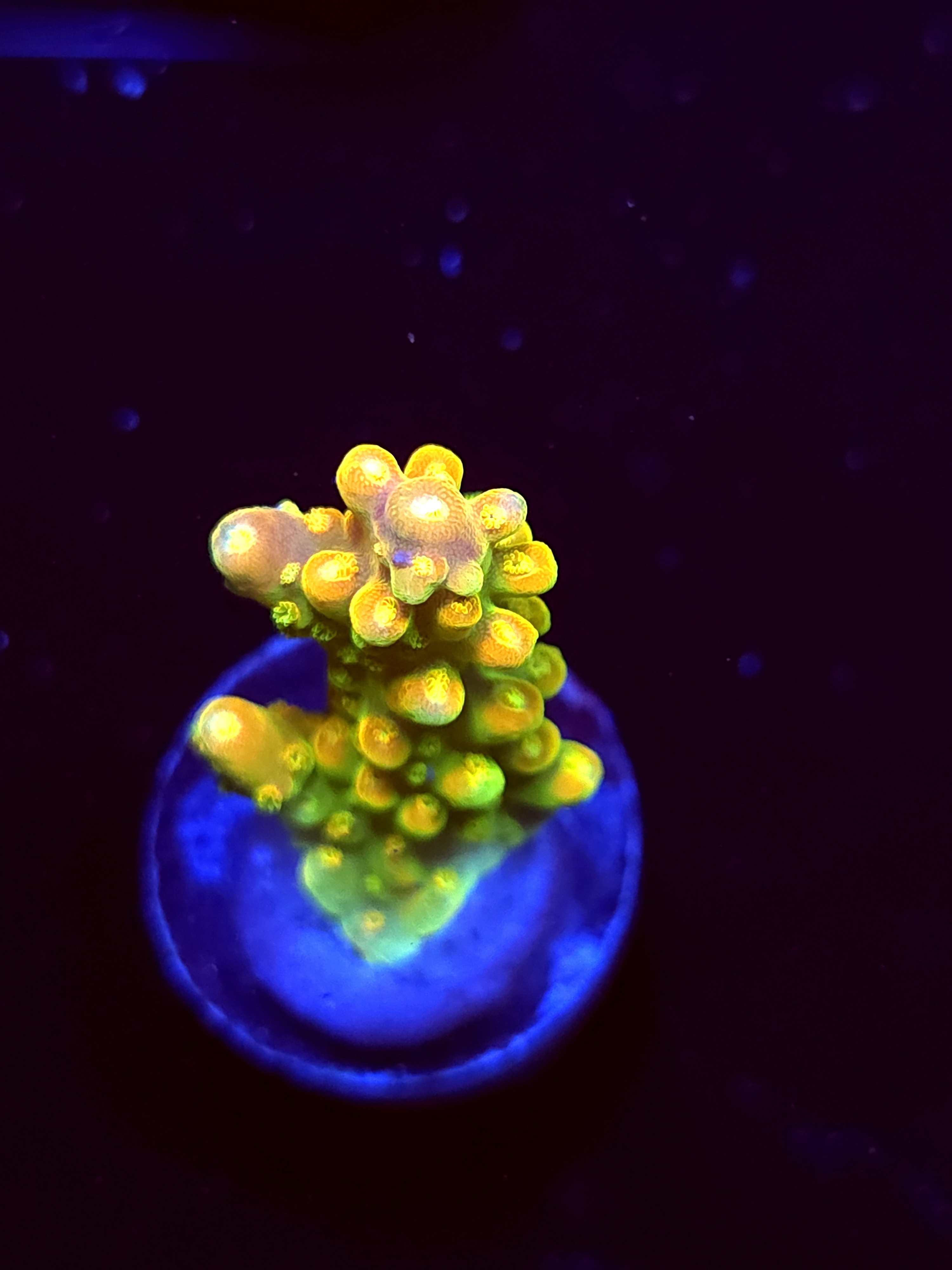 SBB "Rainbow Fish" Acro Small Branch