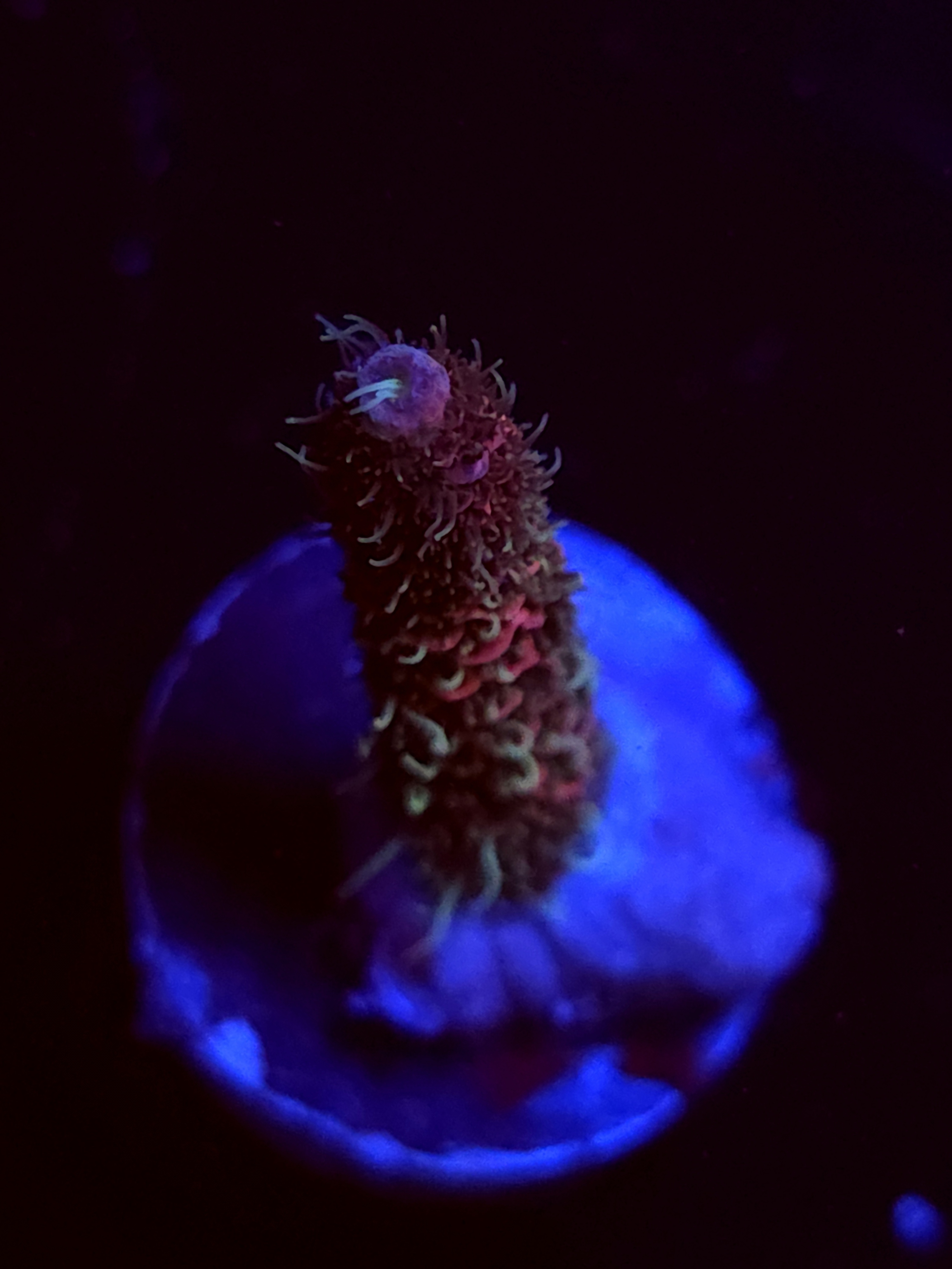 SBB "Mystery Signature" Acro Medium Branch