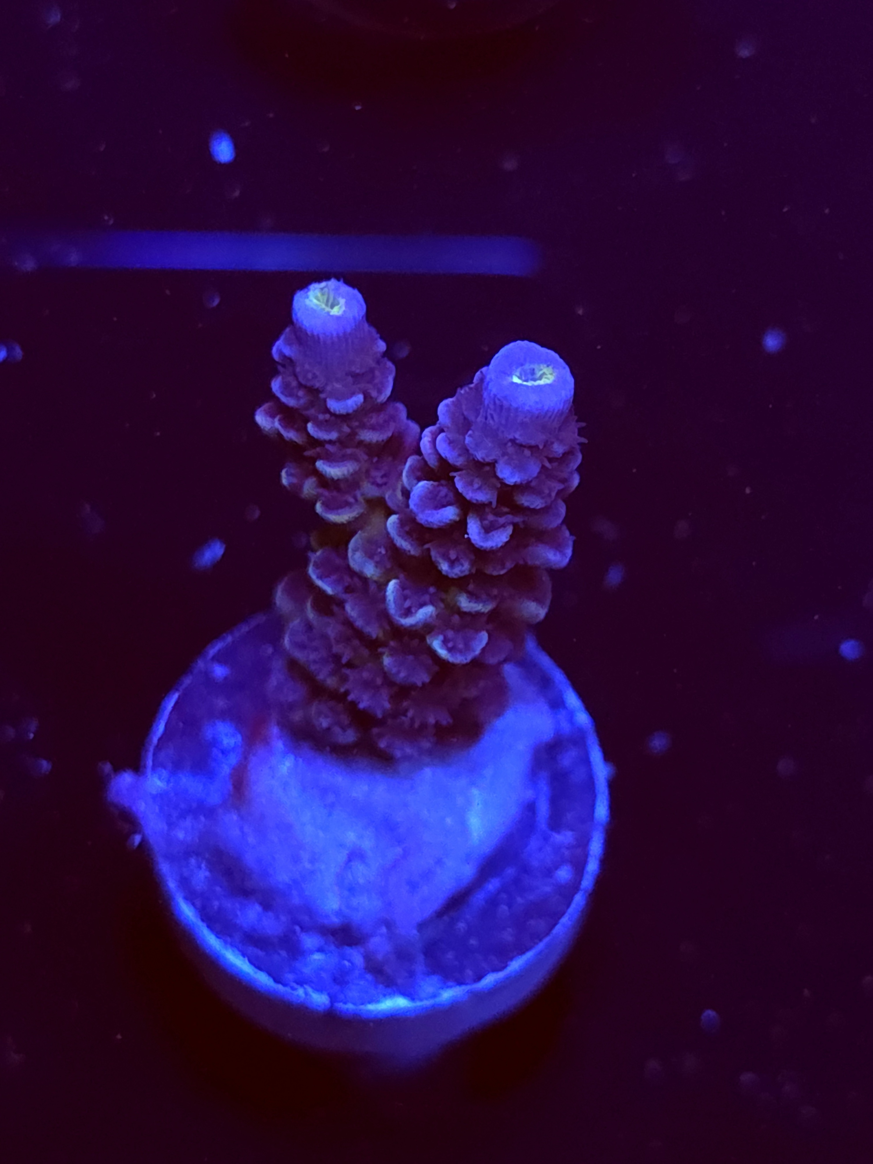 SBB "Liquid Fire" Acro Small 2 Branch