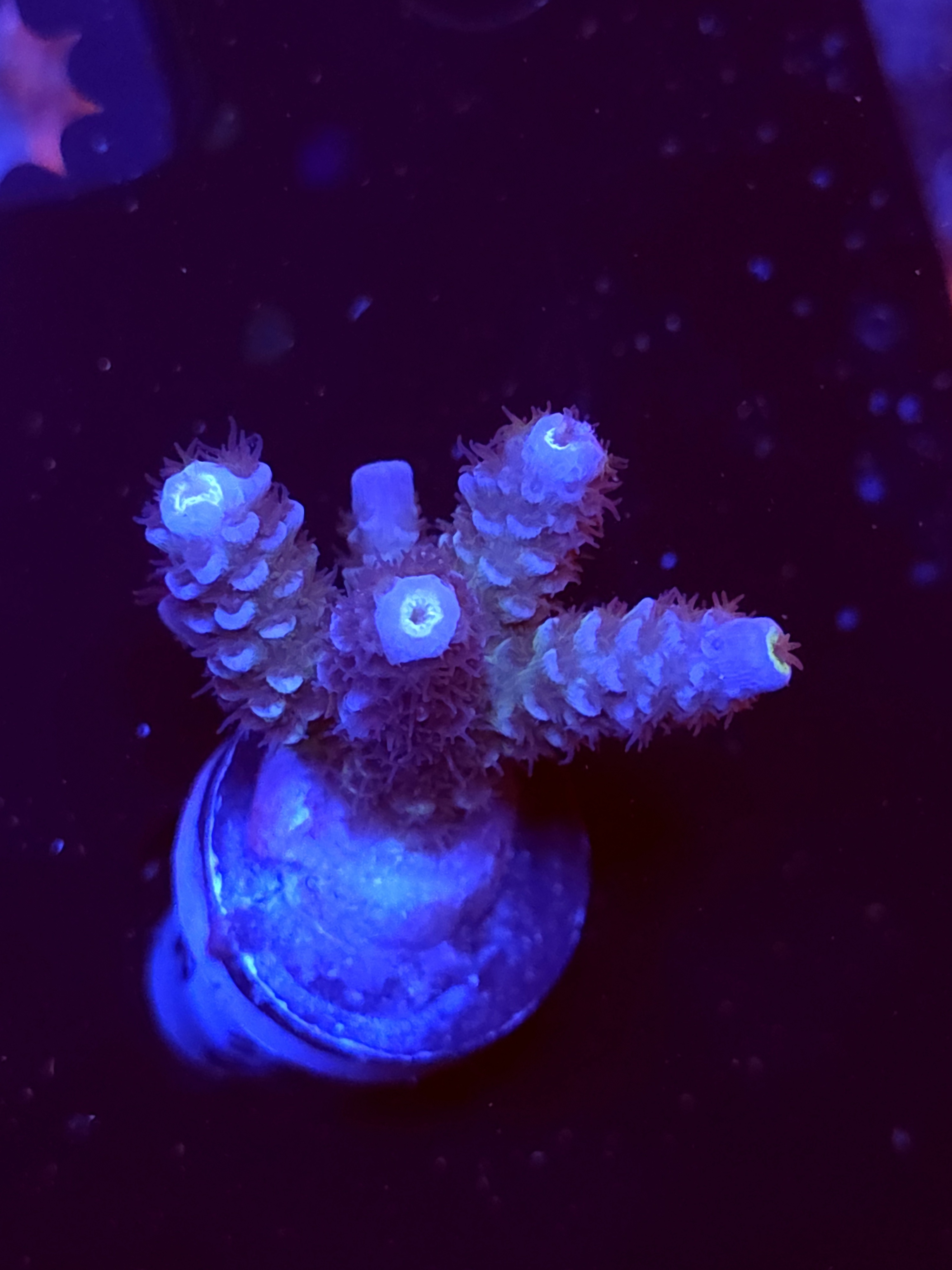 SBB "Liquid Fire" Acro Medium Multibranch