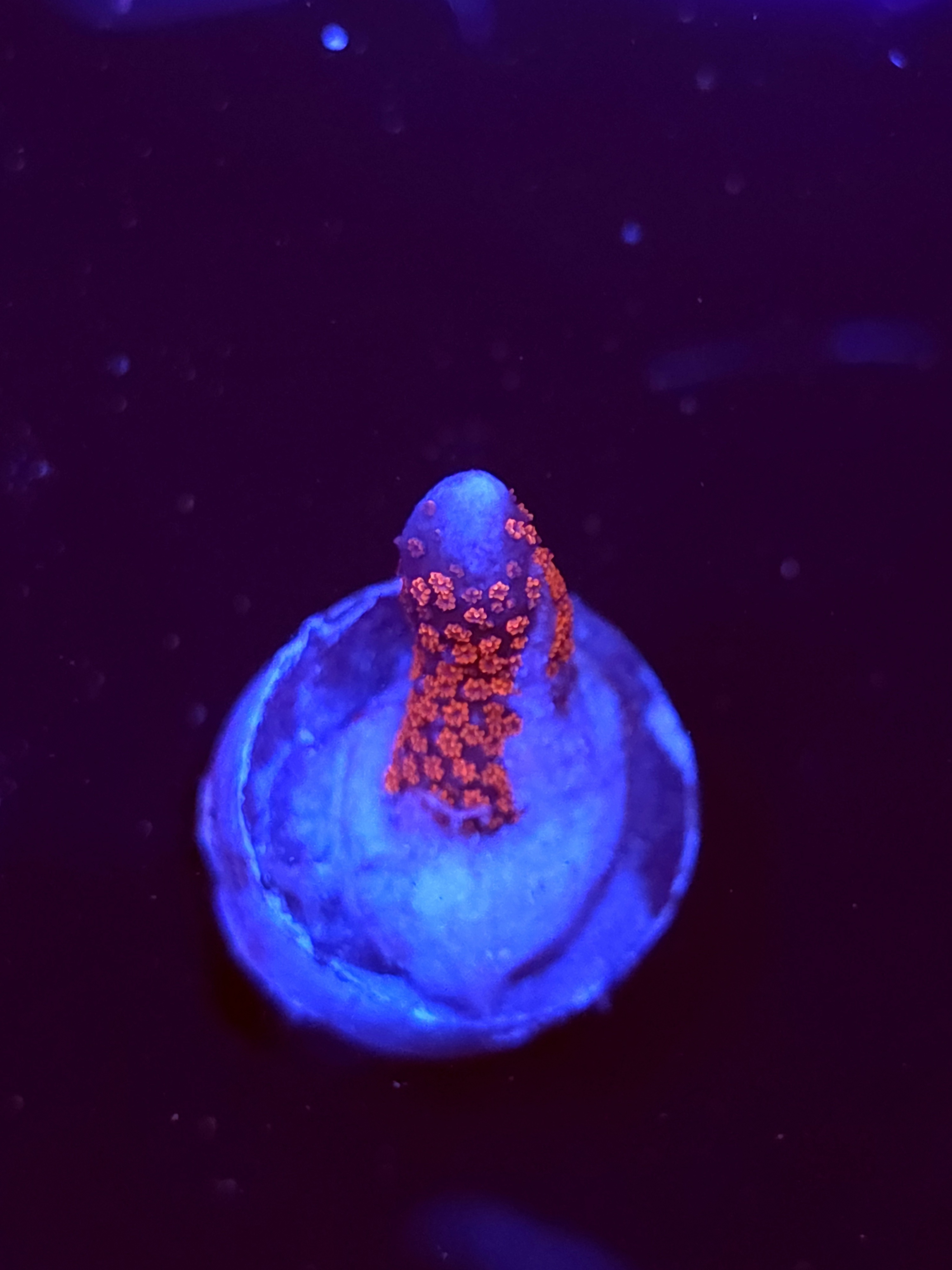 SBB "Bubble Digi" Acro Small Branch