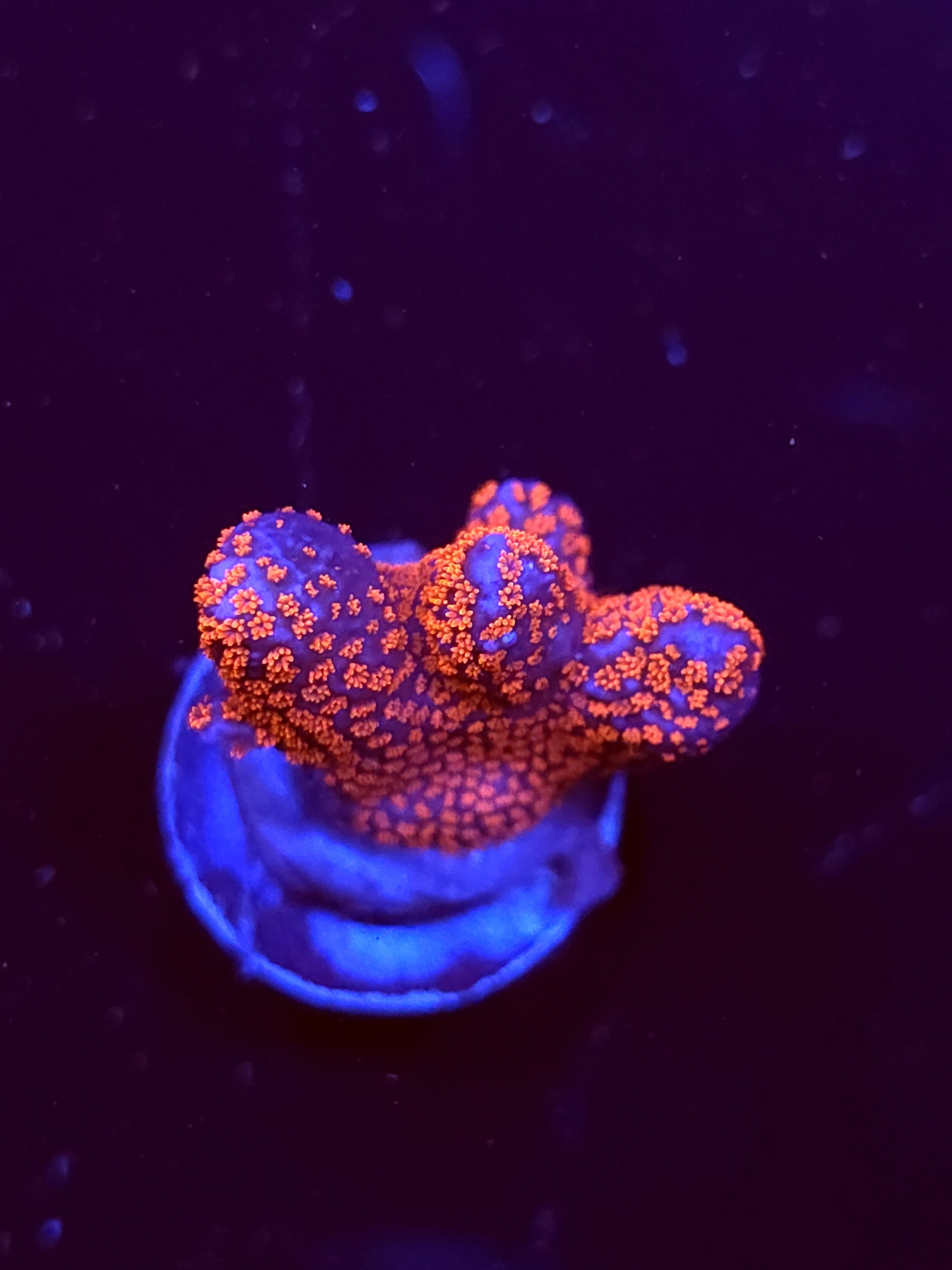 SBB "Bubble Digi" Acro Medium Chunky 3 Branch
