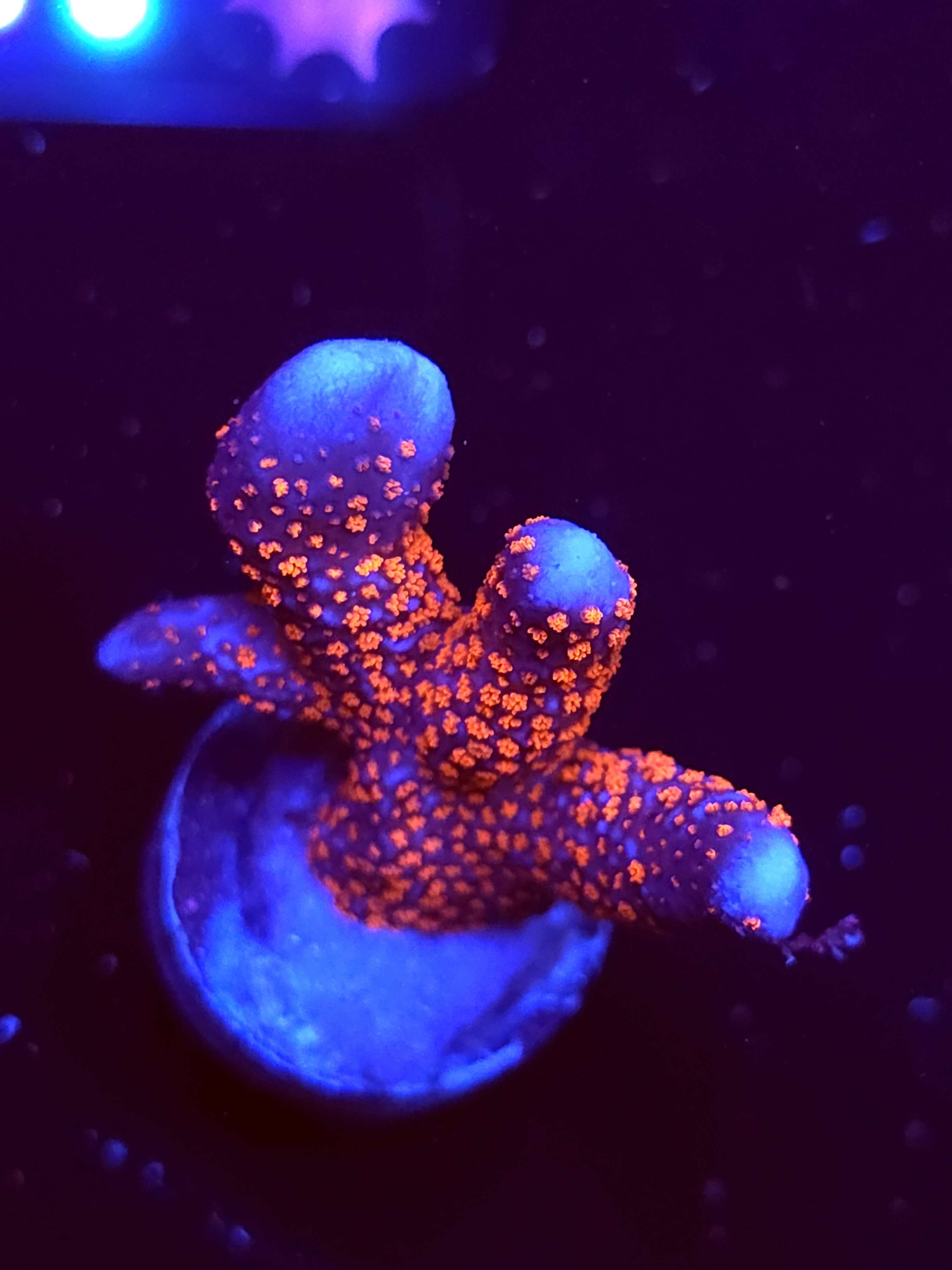 SBB "Bubble Digi" Acro Medium 3 Branch