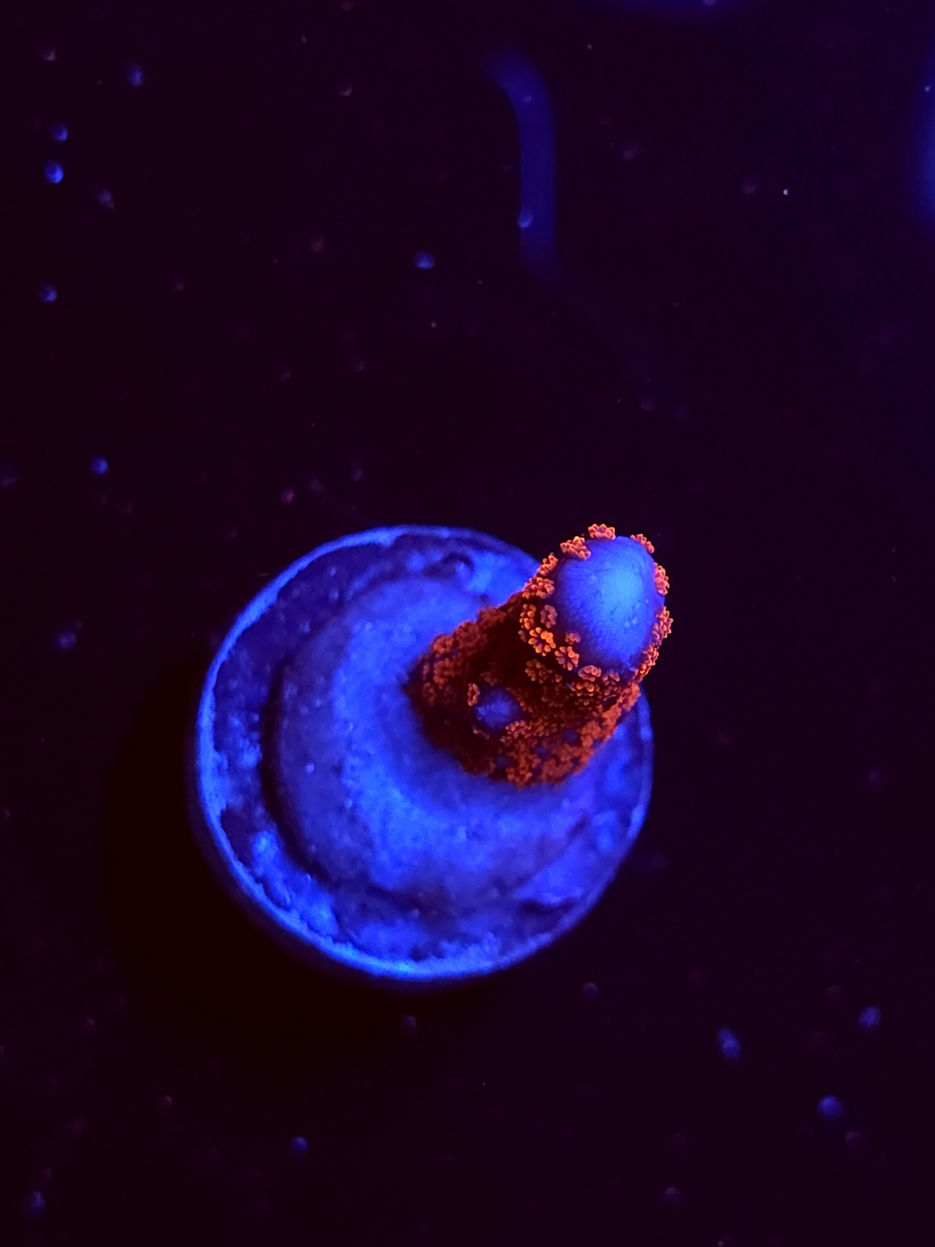 SBB "Bubble Digi" Acro Small Branch