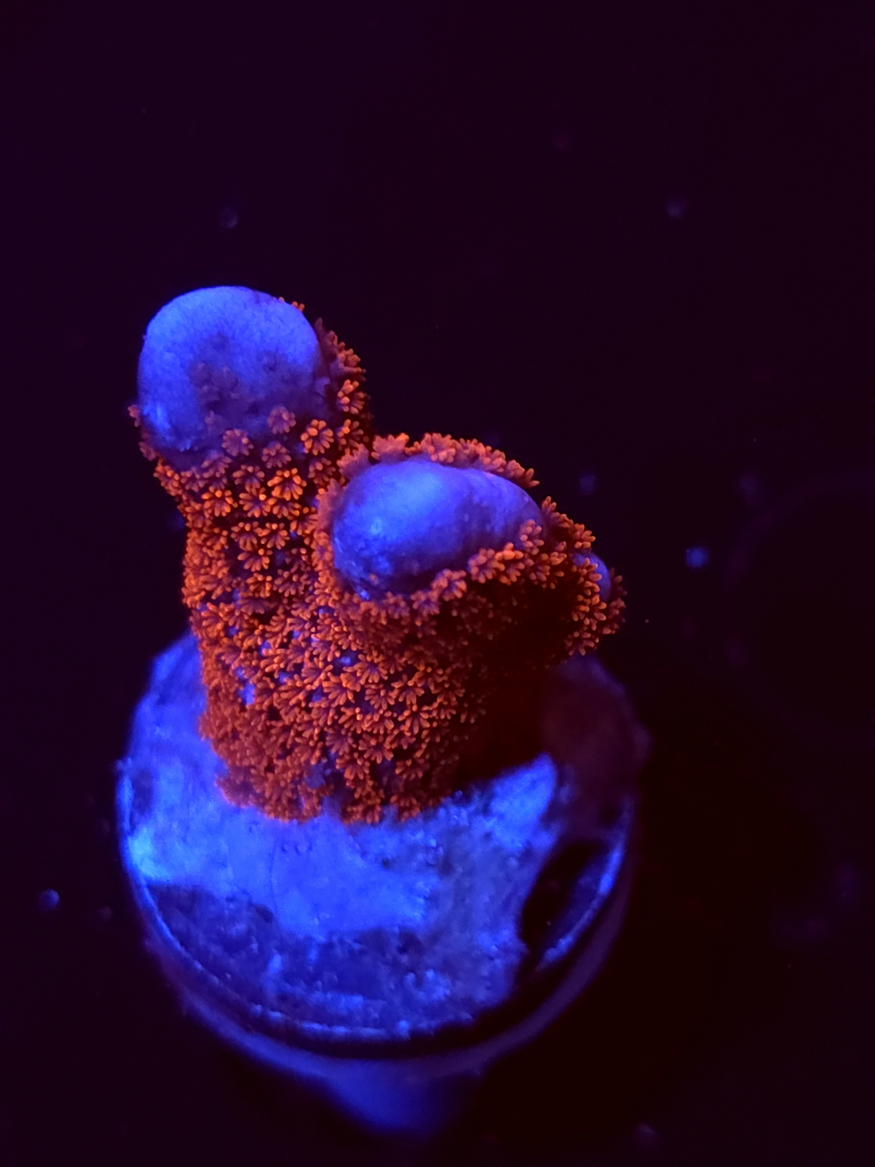 SBB "Bubble Digi" Acro Small 2 Branch