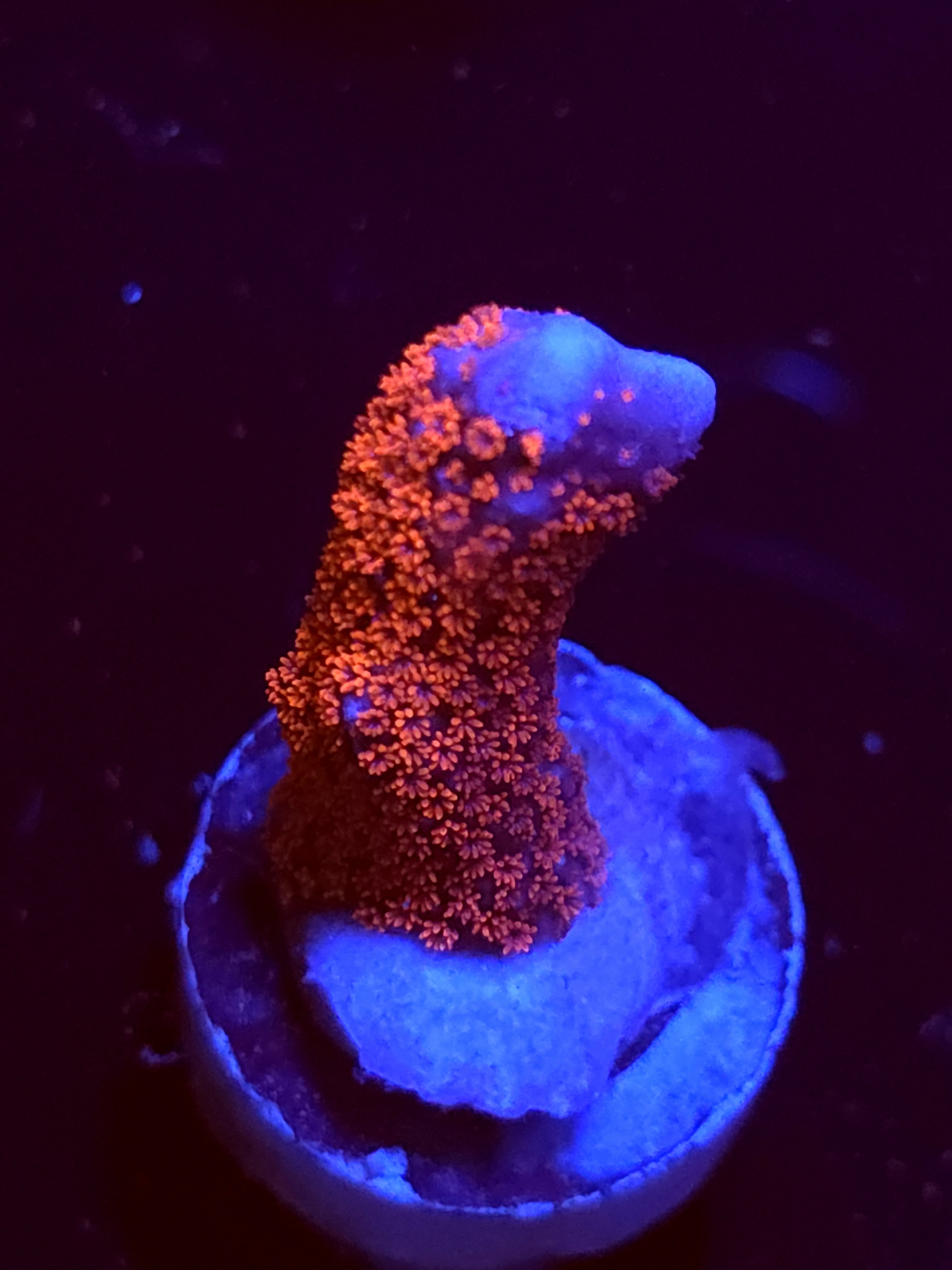 SBB "Bubble Digi" Acro Medium Branch