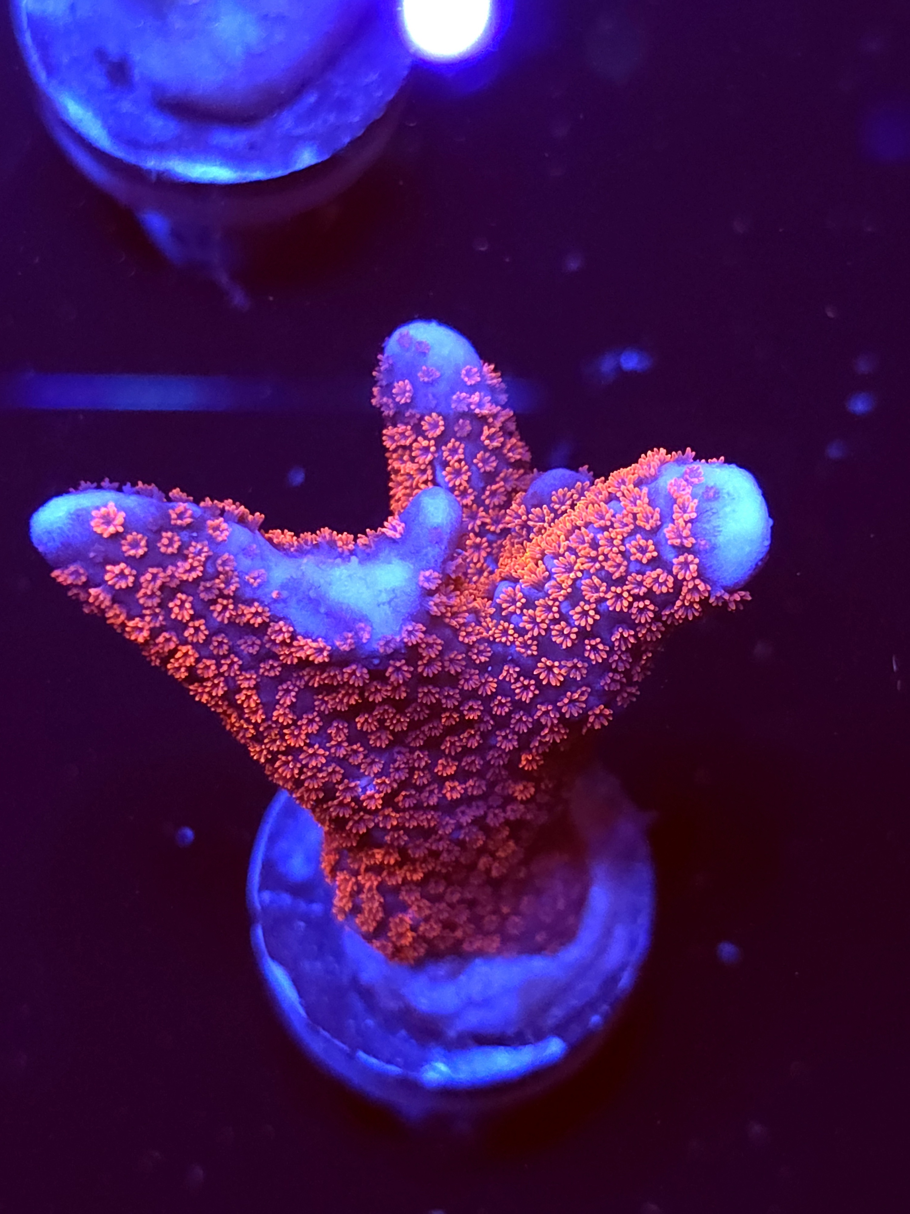 SBB "Bubble Digi" Acro Medium 3 Branch