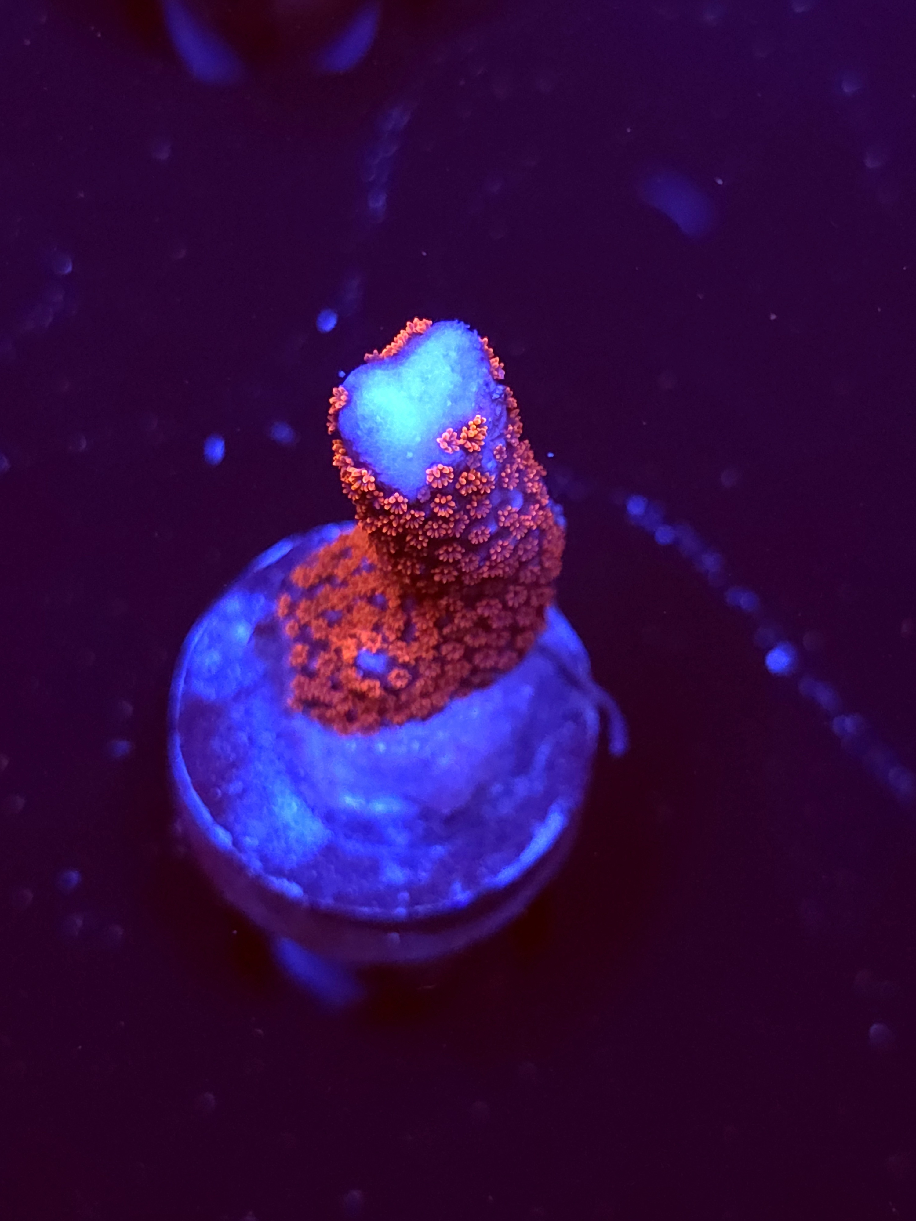 SBB "Bubble Digi" Acro Small Branch