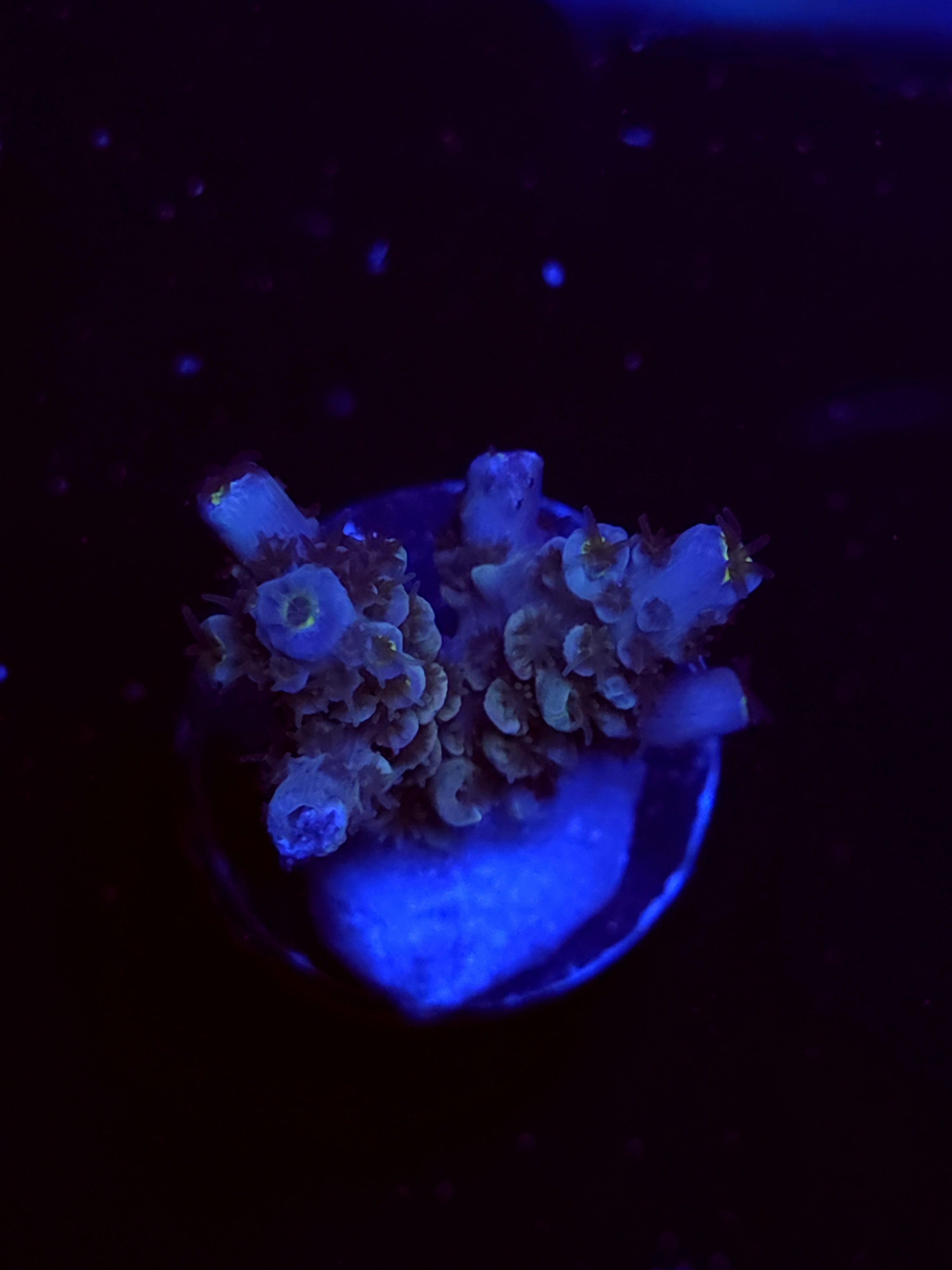SBB "Solar Haze" Acro Small 2 Branch