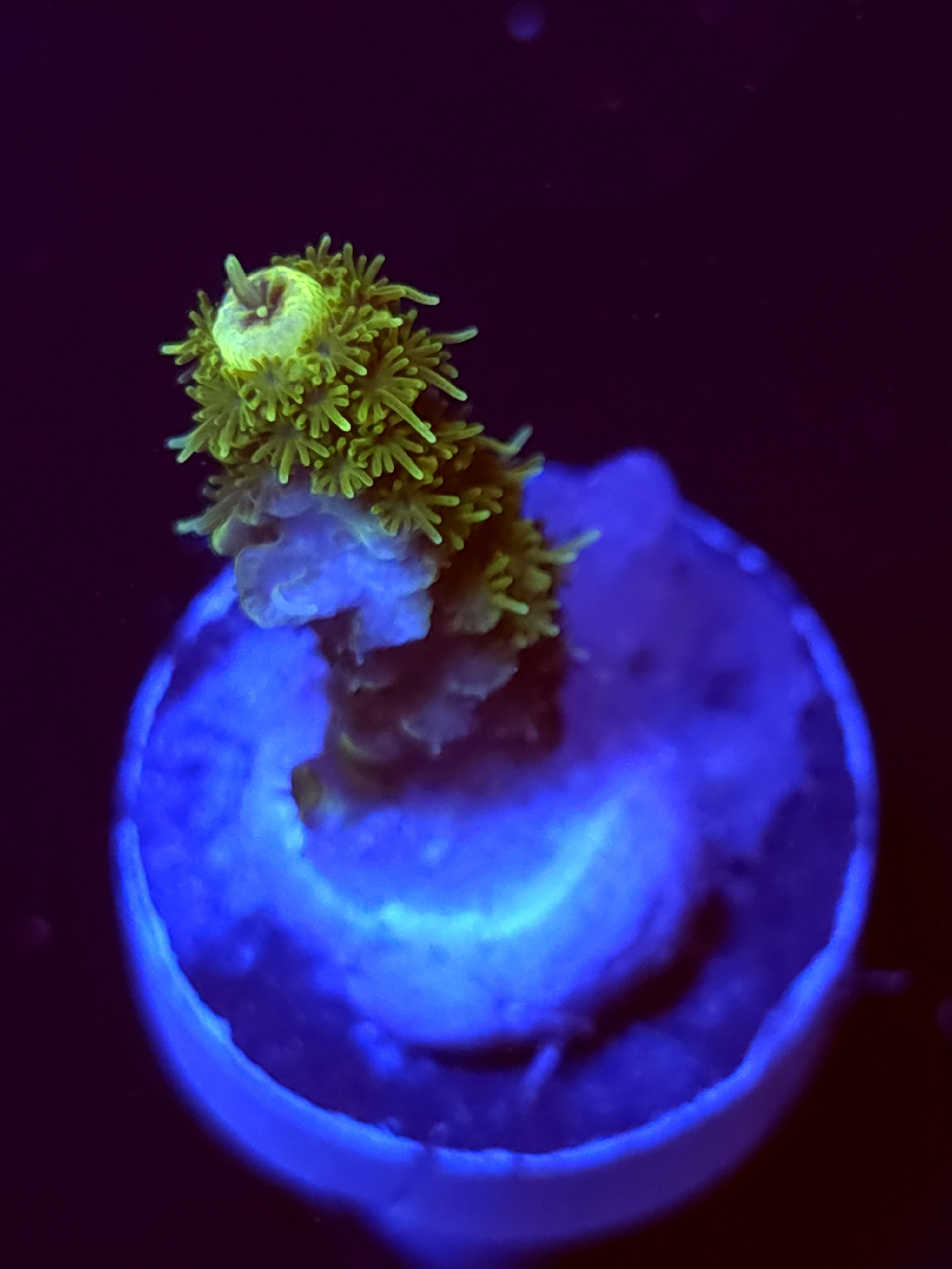 SBB "Coral Quarry" Acro Small Branch