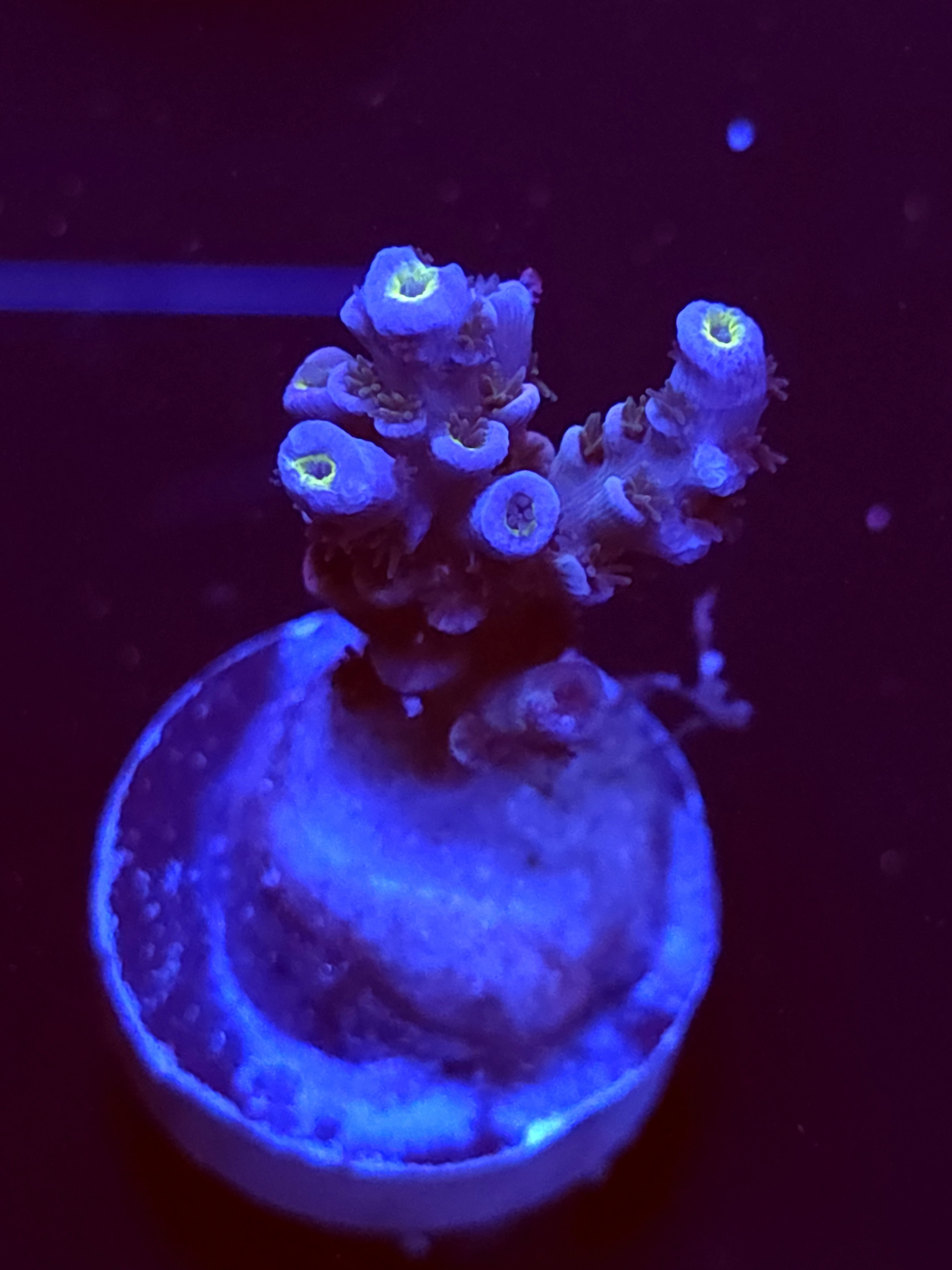 SBB "Charm Burn" Acro Small 2 Branch