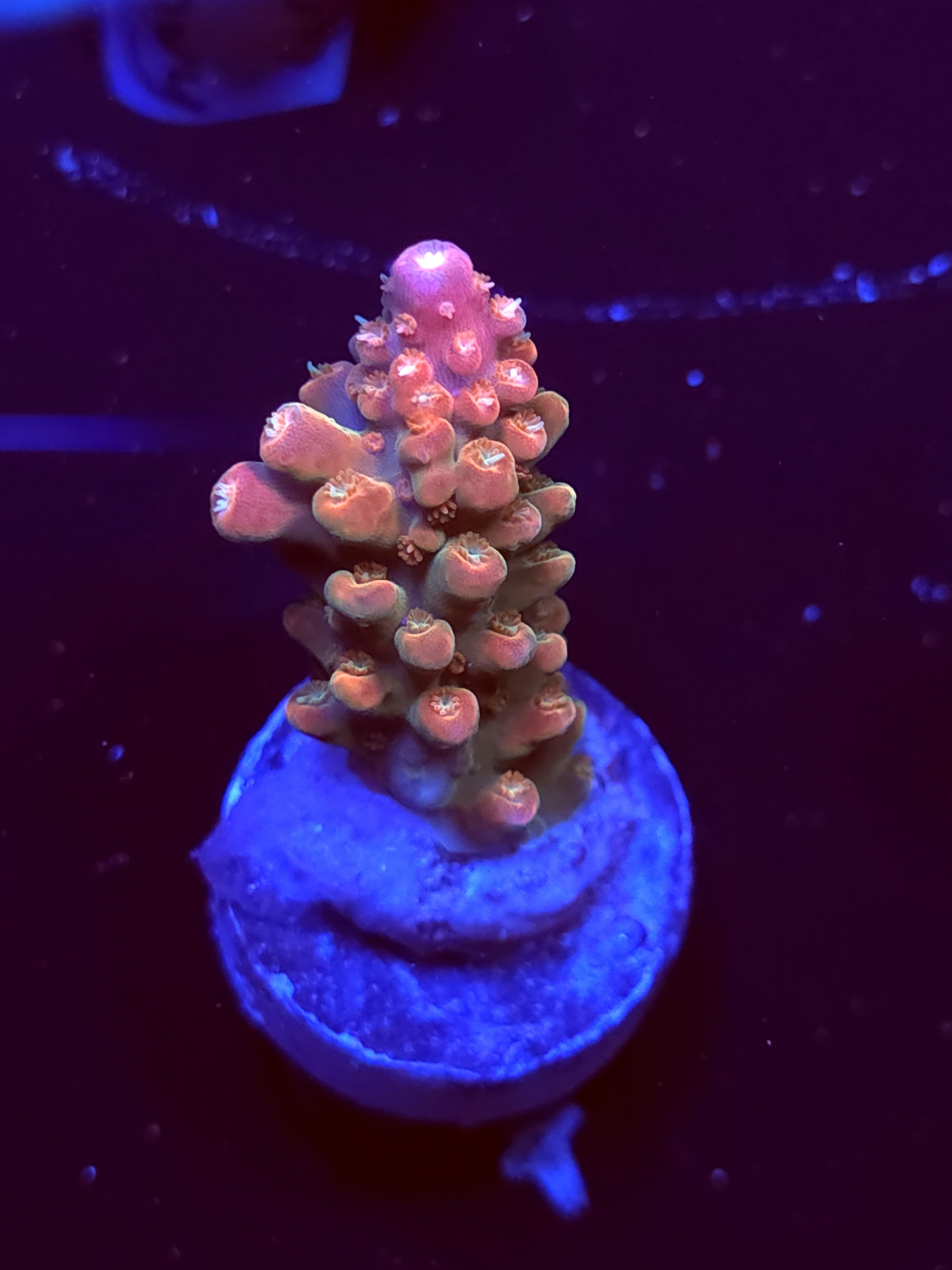 SBB "Fire OG" Acro Medium Branch
