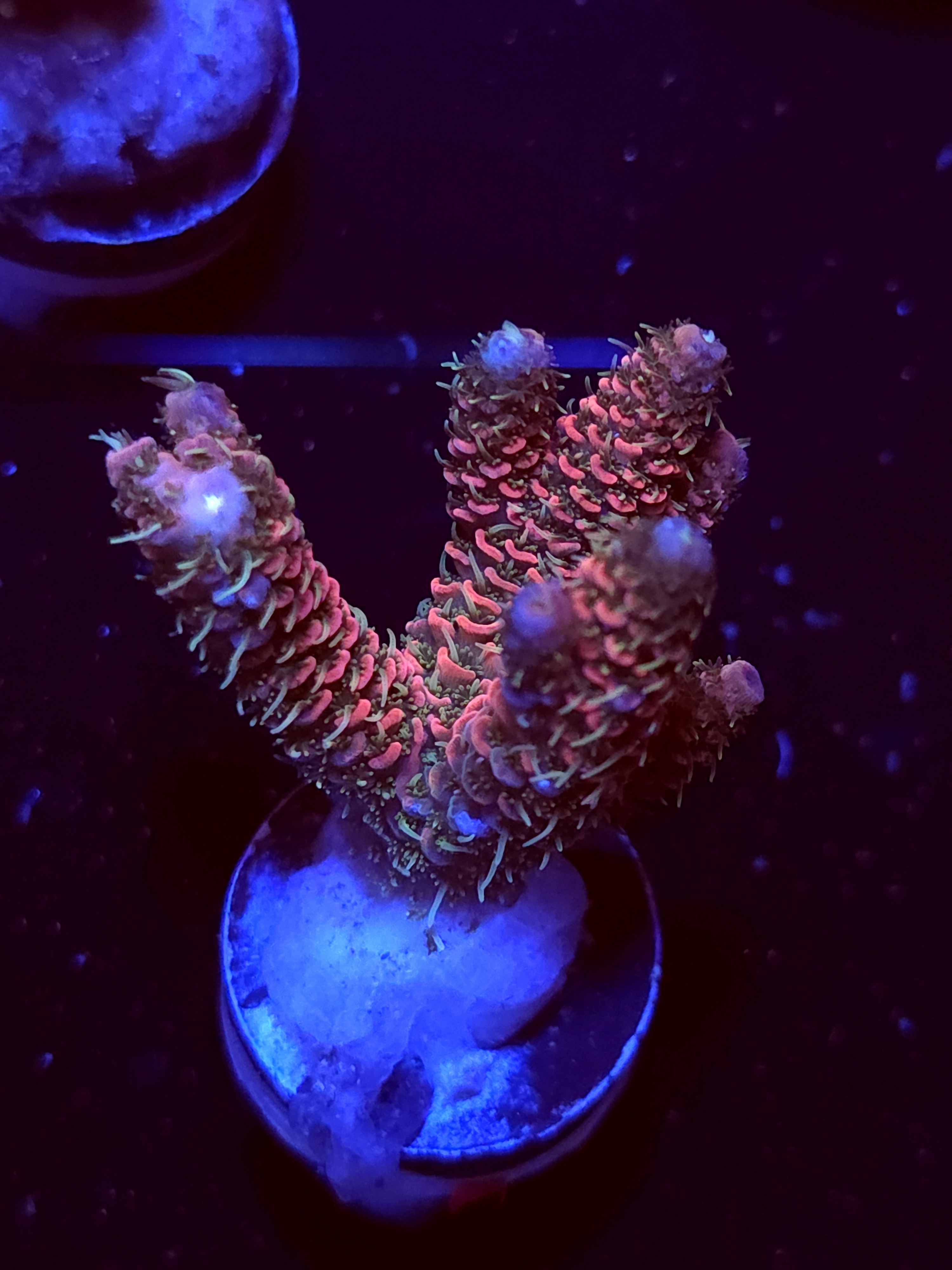 SBB "Burn Out" Acro Medium 3 Branch
